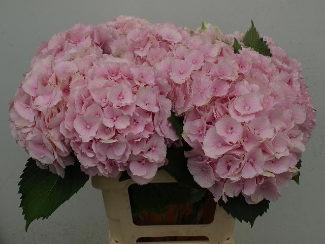 Hydrangea Verena Pink 60cm 18Ø