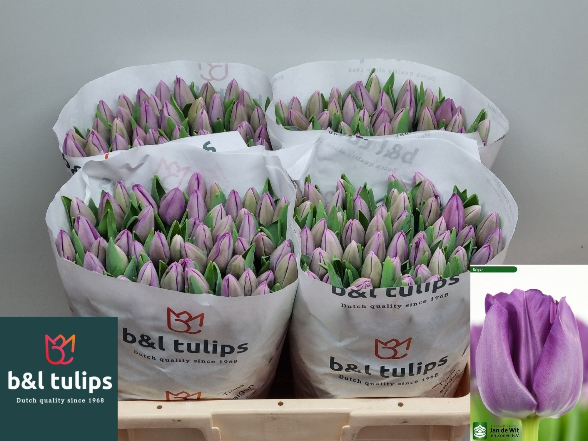 Tulipa Saigon 40cm 40gram