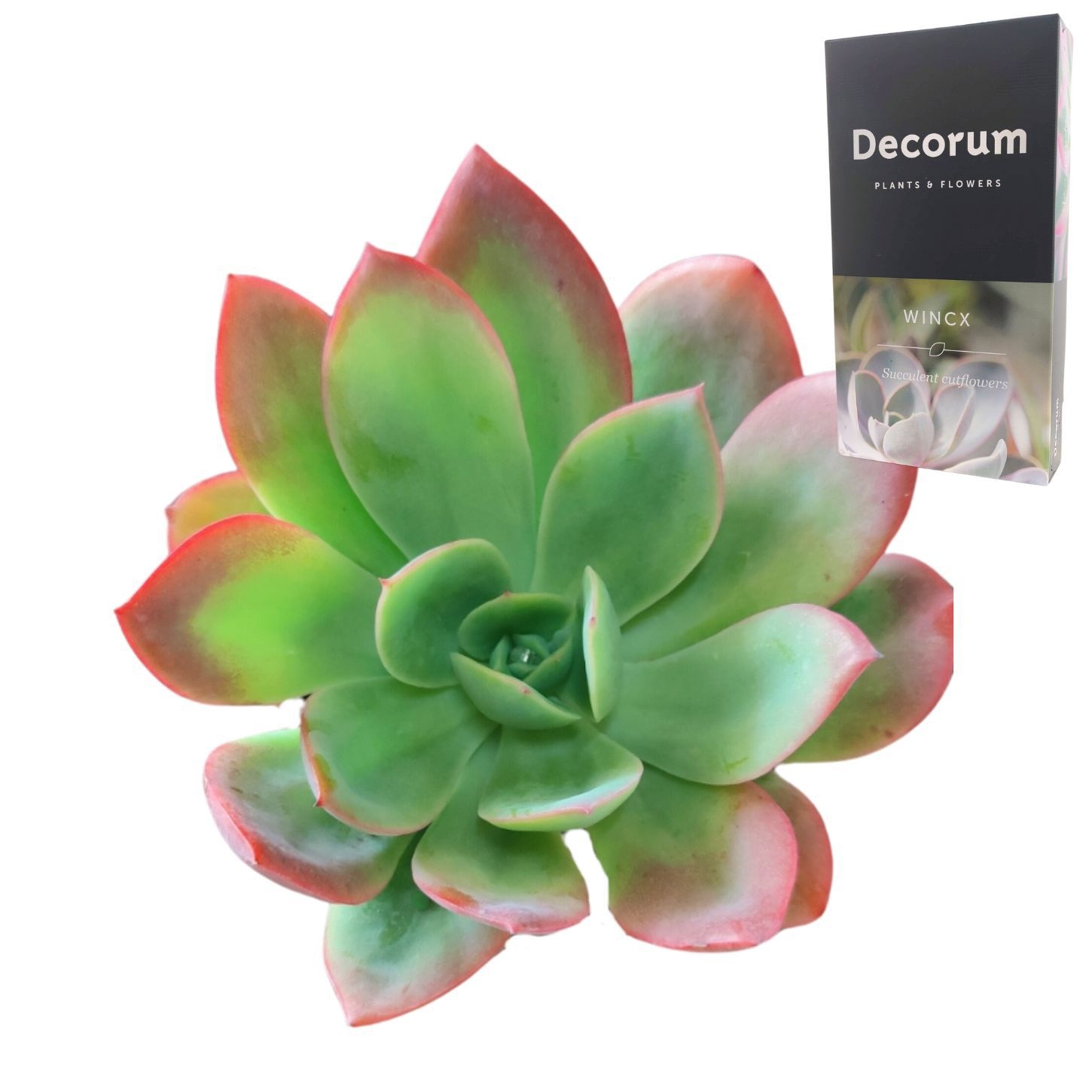 Echeveria Luella Cutflower