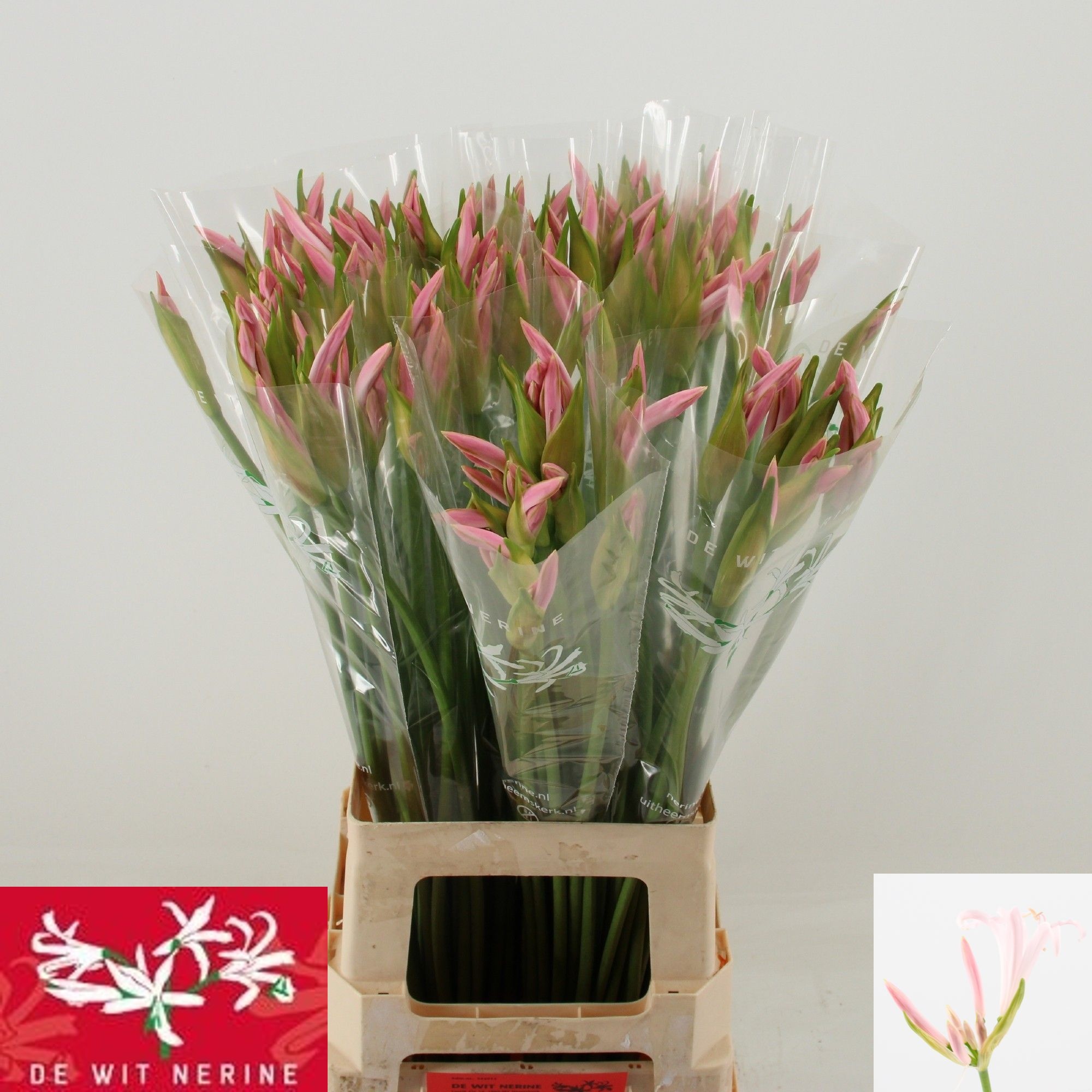 Nerine Sofie 70cm