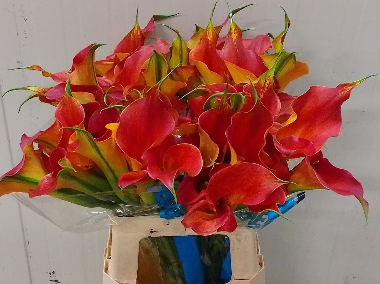 Calla Sunset Passion 70cm