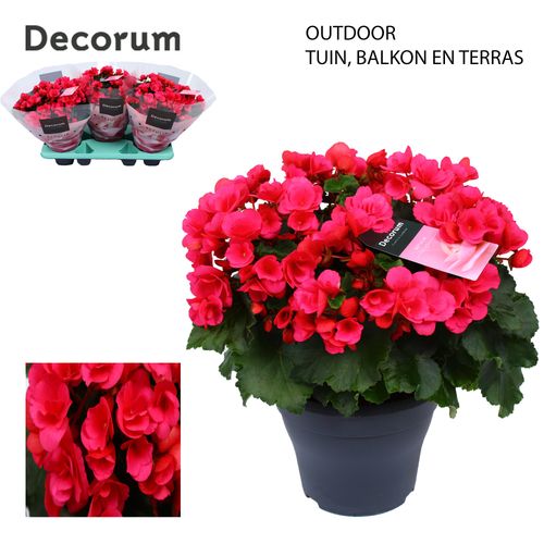 Betulia pink outdoor p19 Have