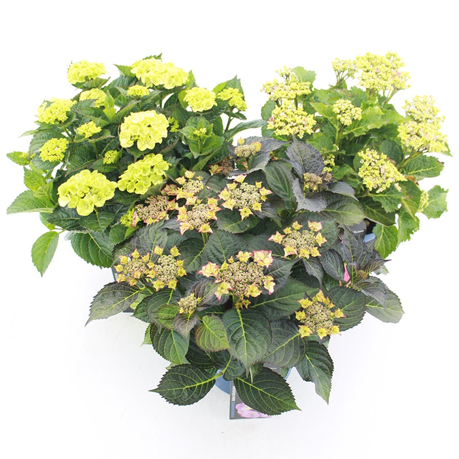 Picture of Hydrangea macr. Royalty Collection® MIX C5 (23cm.) Kn.