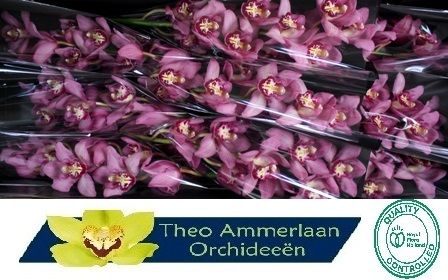 Cymbidium Cynthia 8/11bl