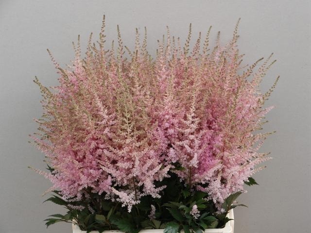 Astilbe Erika 60cm