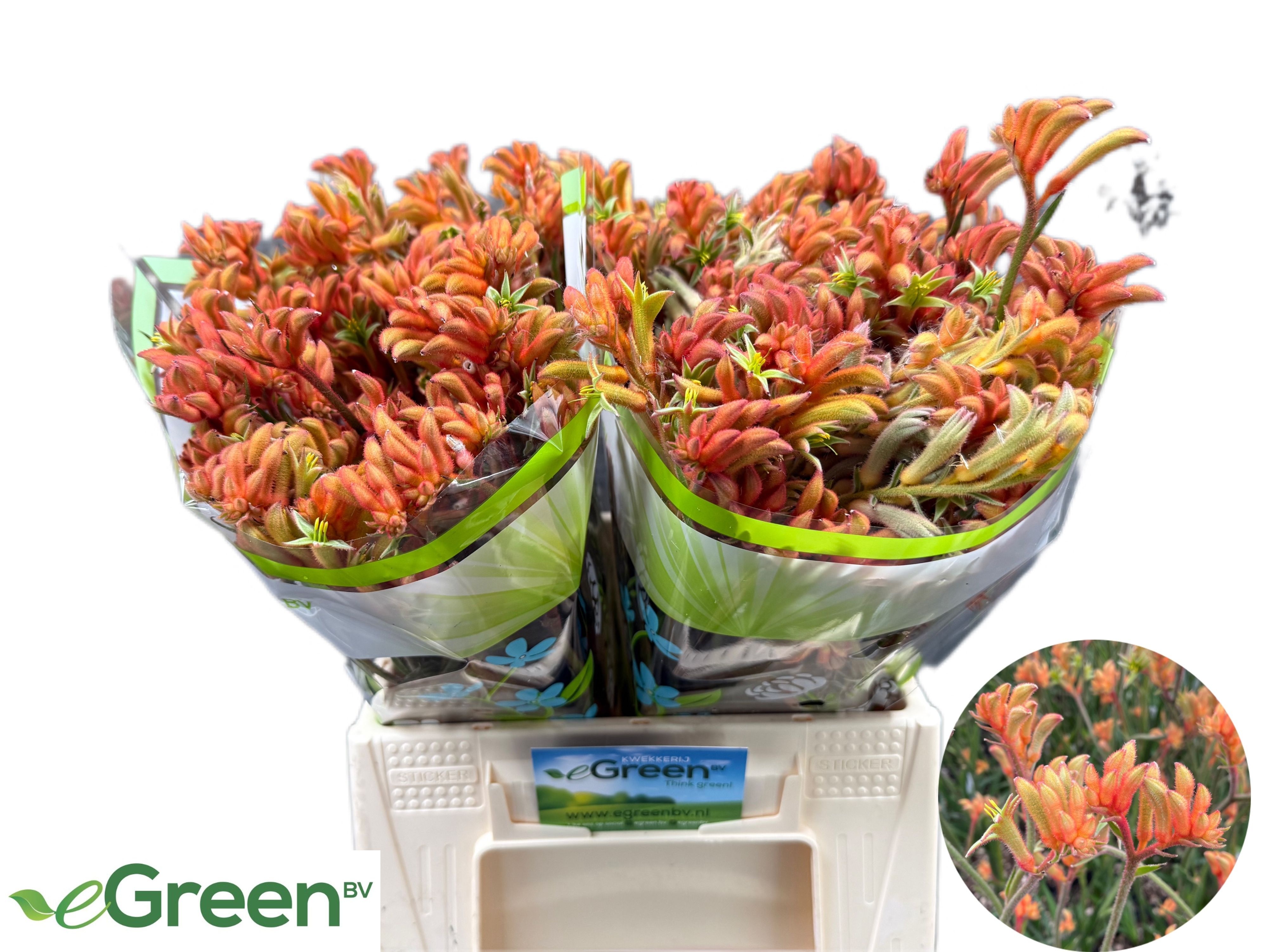 Asst Cutflowers 40cm