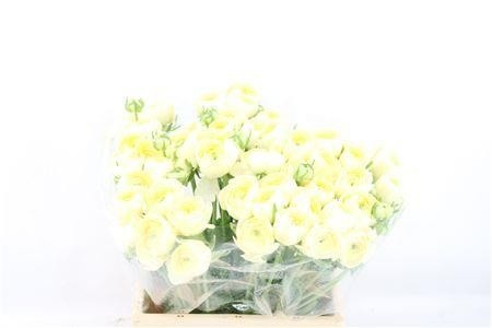 Ranunculus 40cm