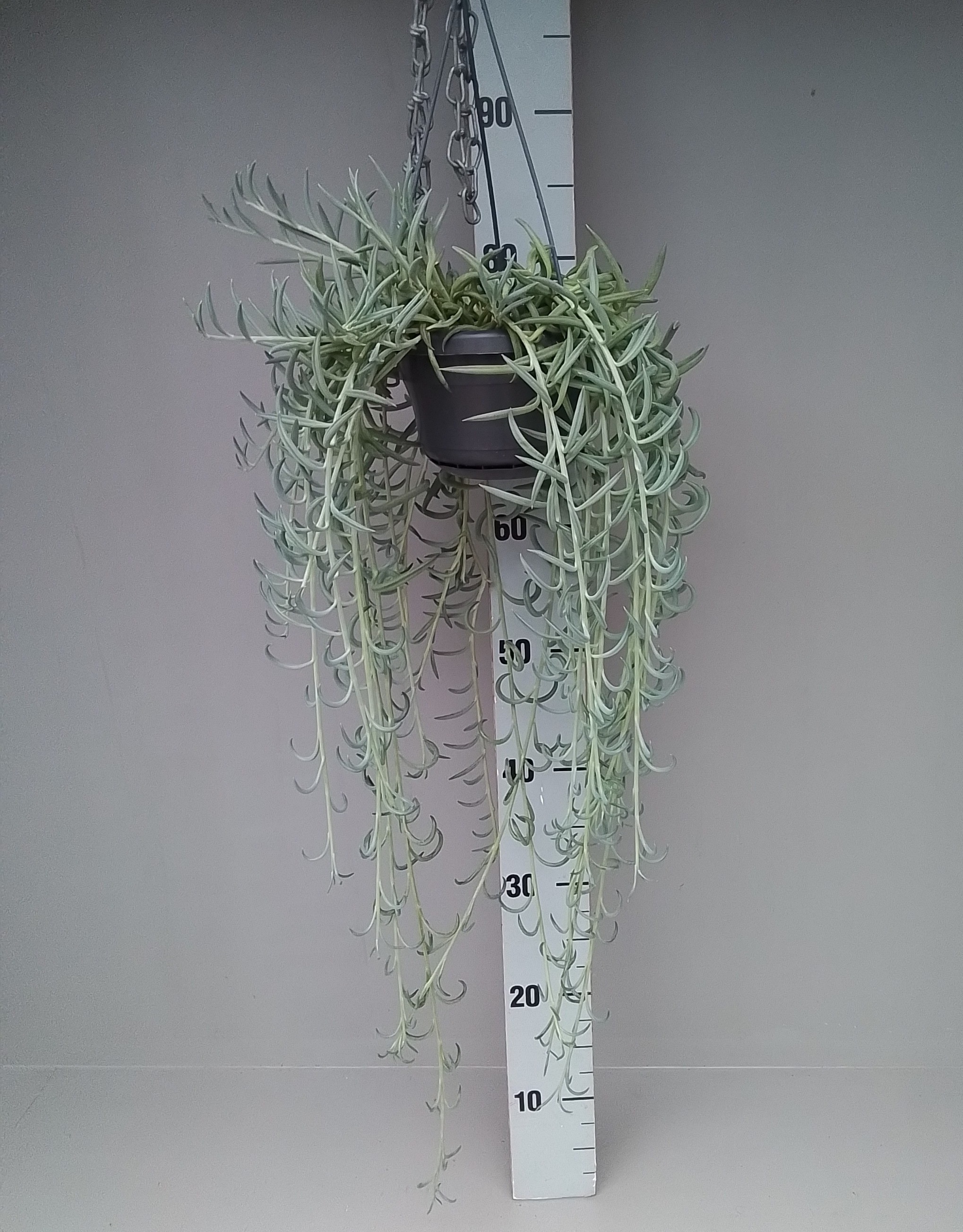 Senecio Radicans