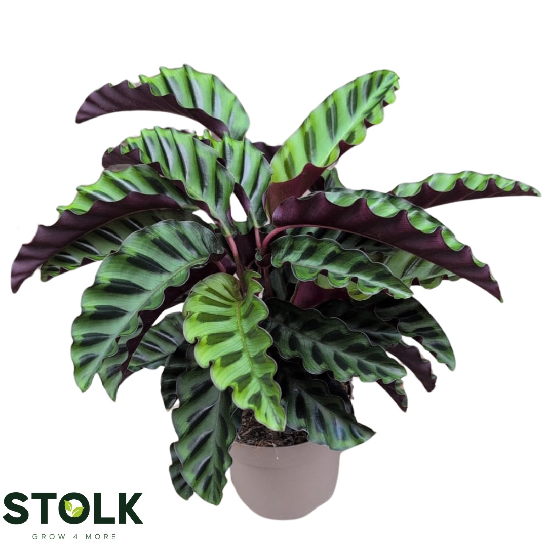 Calathea 'Velvet Glory'