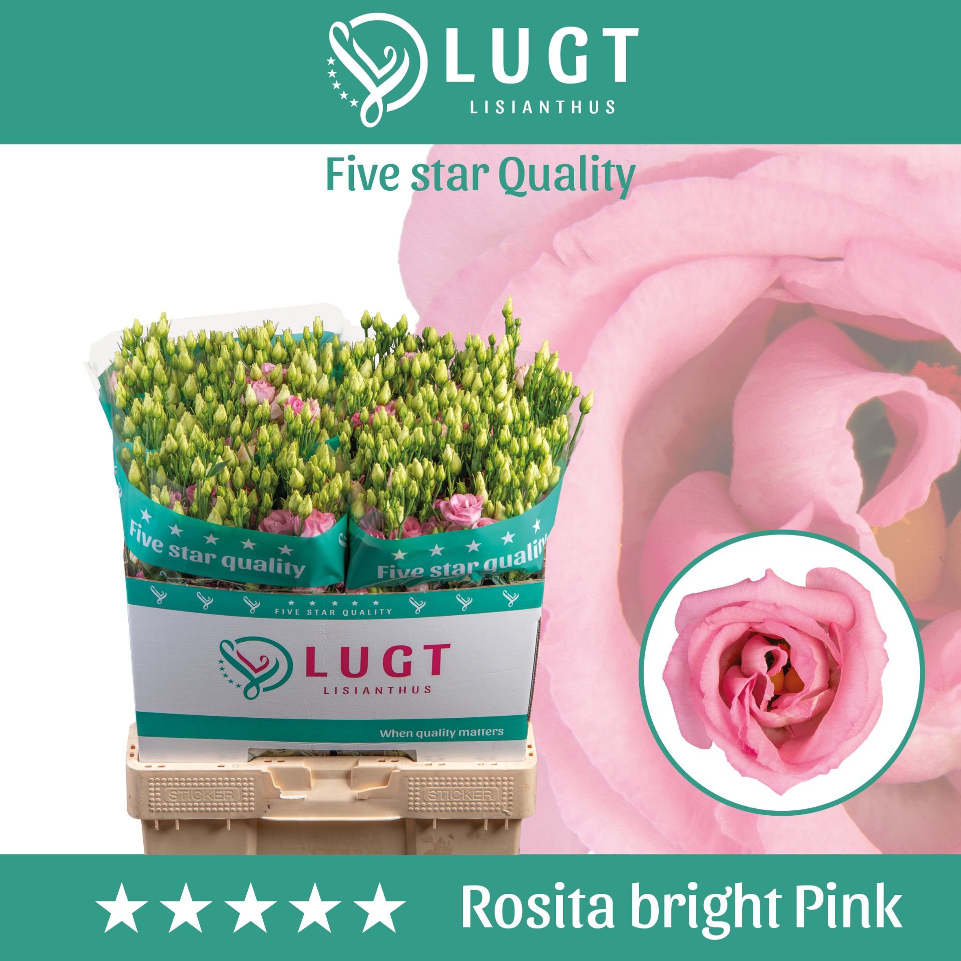 Eus G Rosi Bright Pi