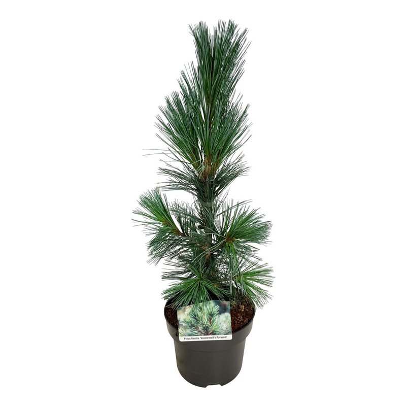 Picture of Pinus flex. 'Vanderwolf's Pyramid'