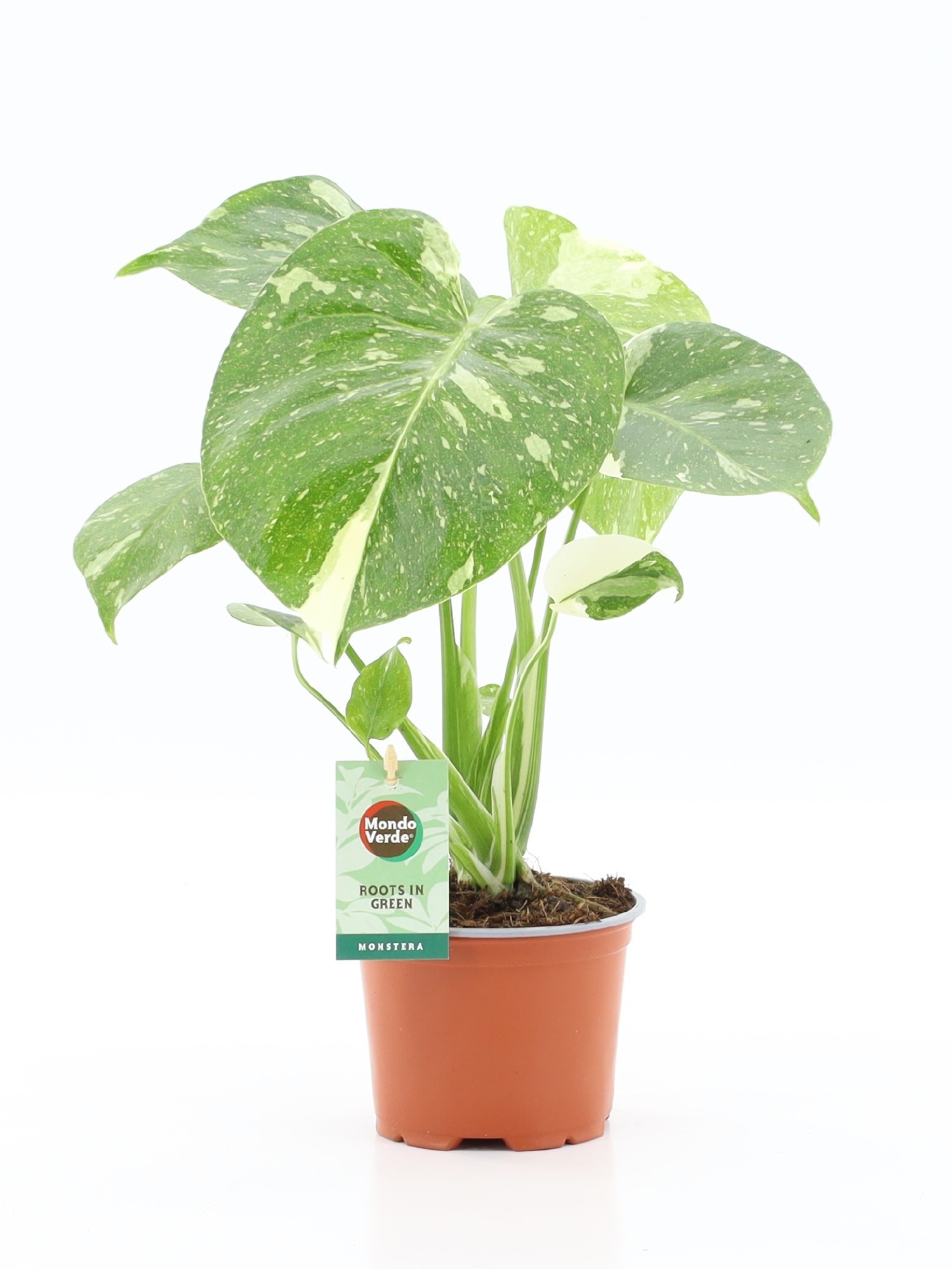 Monstera Deliciosa Thai Constellation 12Ø 40cm