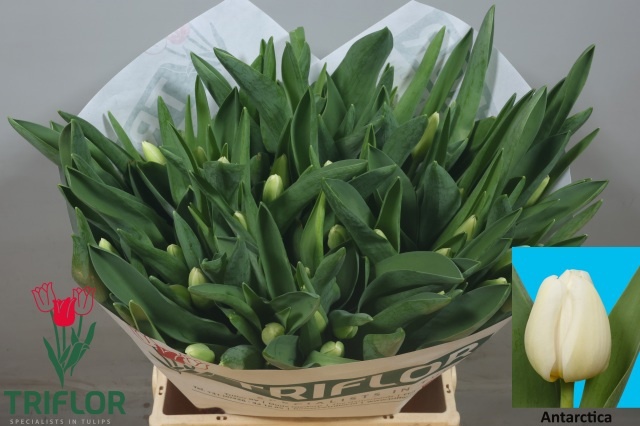 Tulipa Antarctica 43cm 40gram