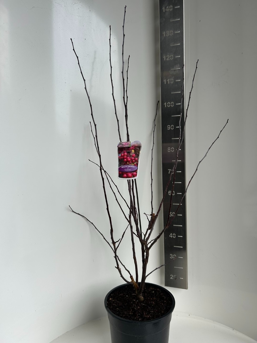 Picture of Malus Scarlett P29 (10 Ltr) (LOOSE)