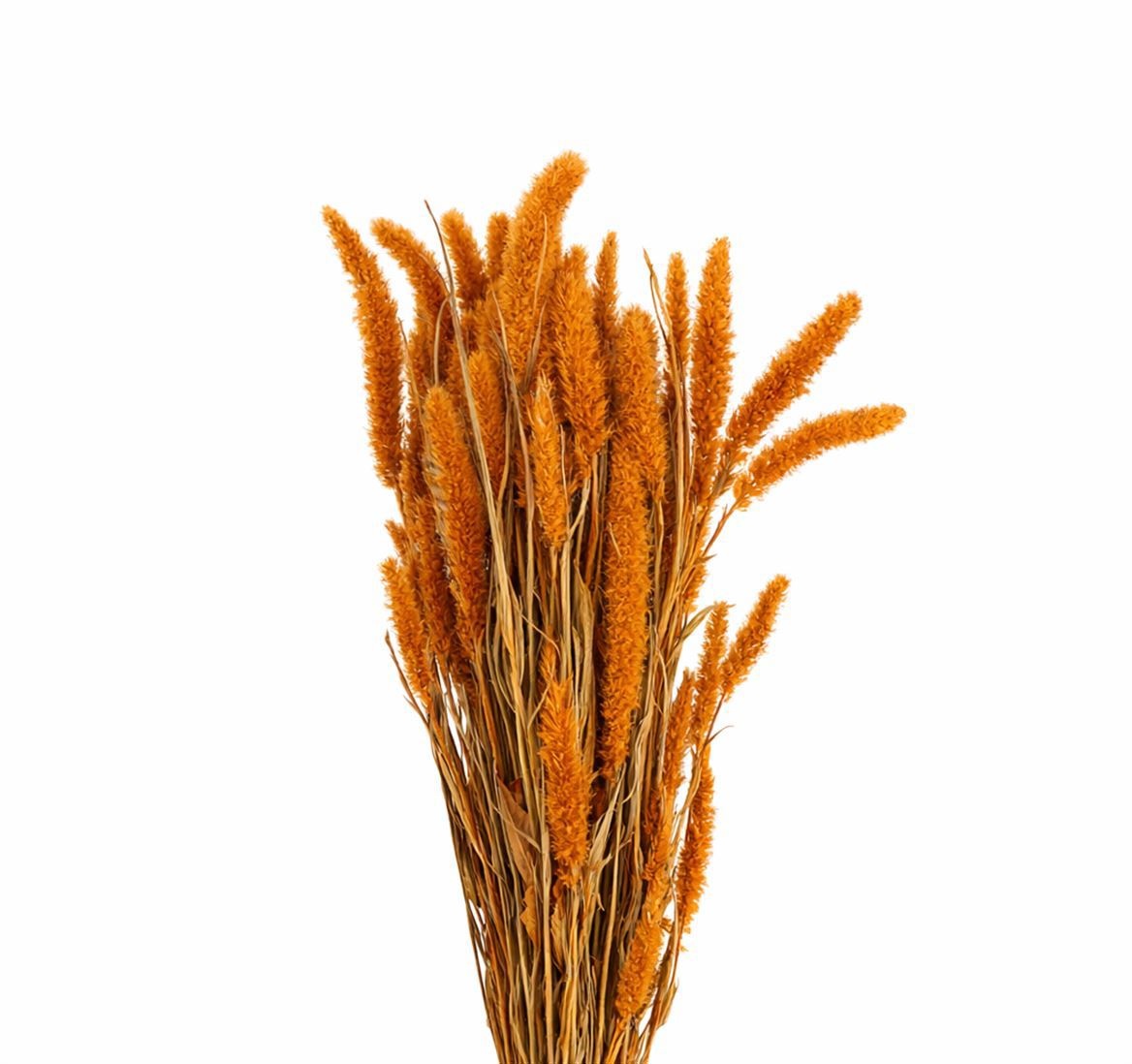 Dried/preserved Flowers Misc 70cm 200gram