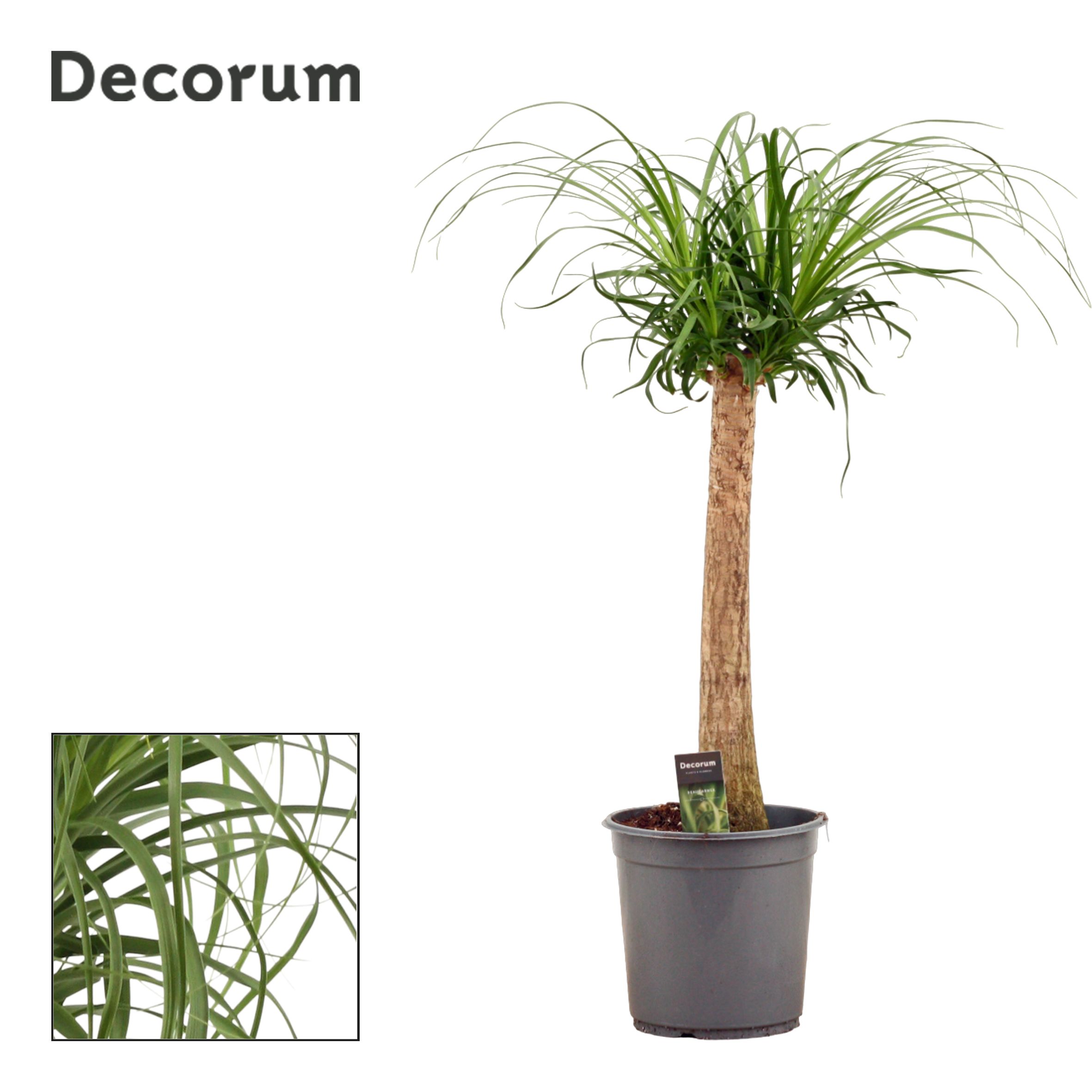 Beaucarnea Recht (Decorum)