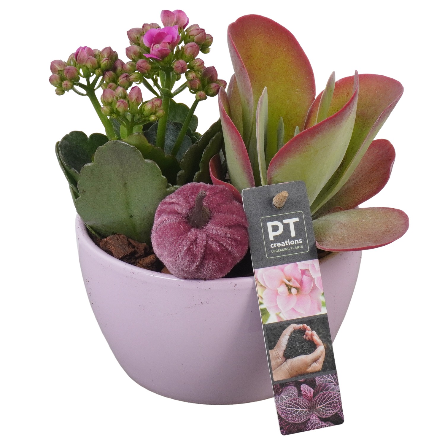 Picture of PTAO5805 Arrangement Autumn Indoor in ceramic bowl P14 19CM