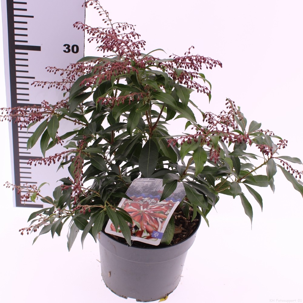 Picture of Pieris jap. 'Katsura'