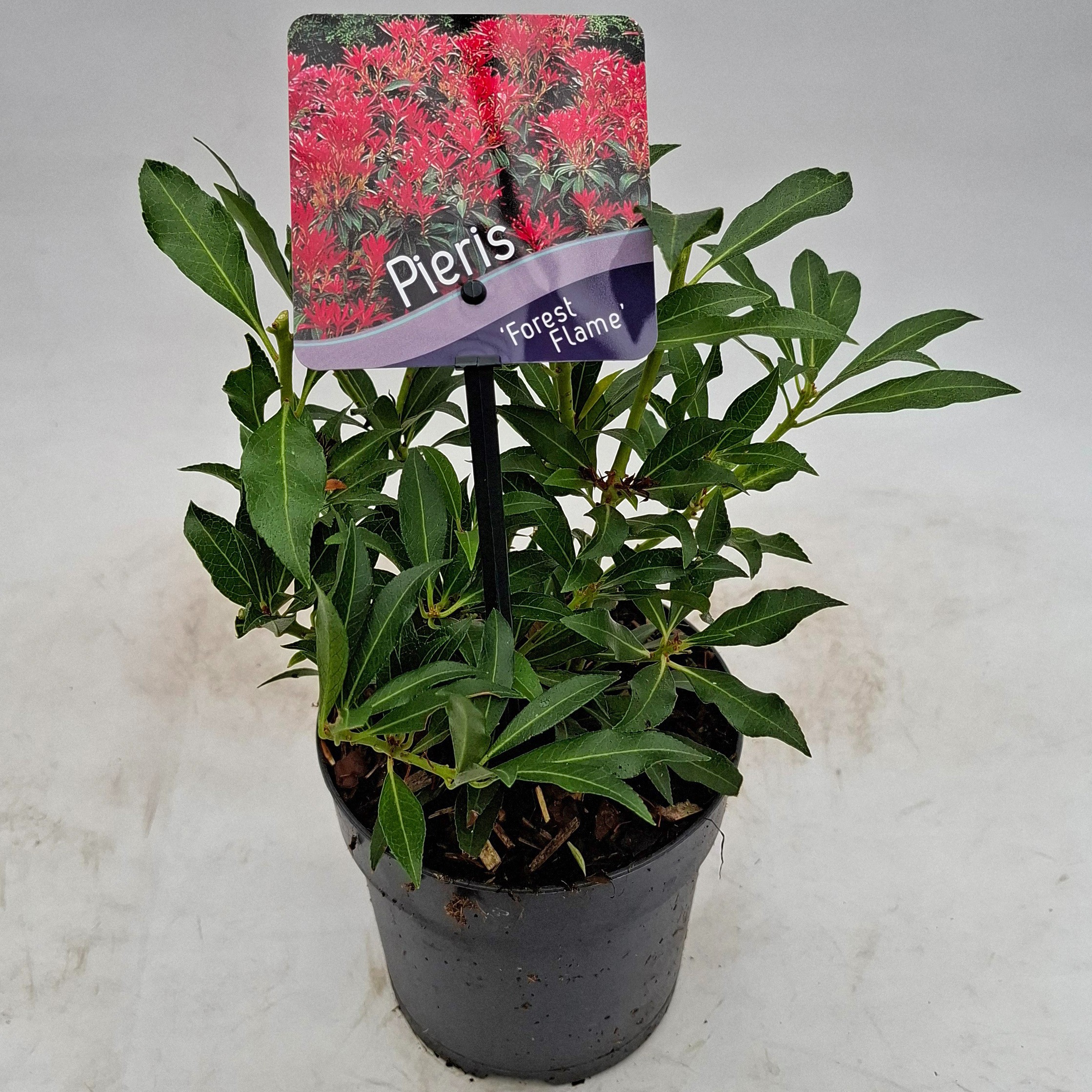 Picture of Pieris 'Forest Flame'