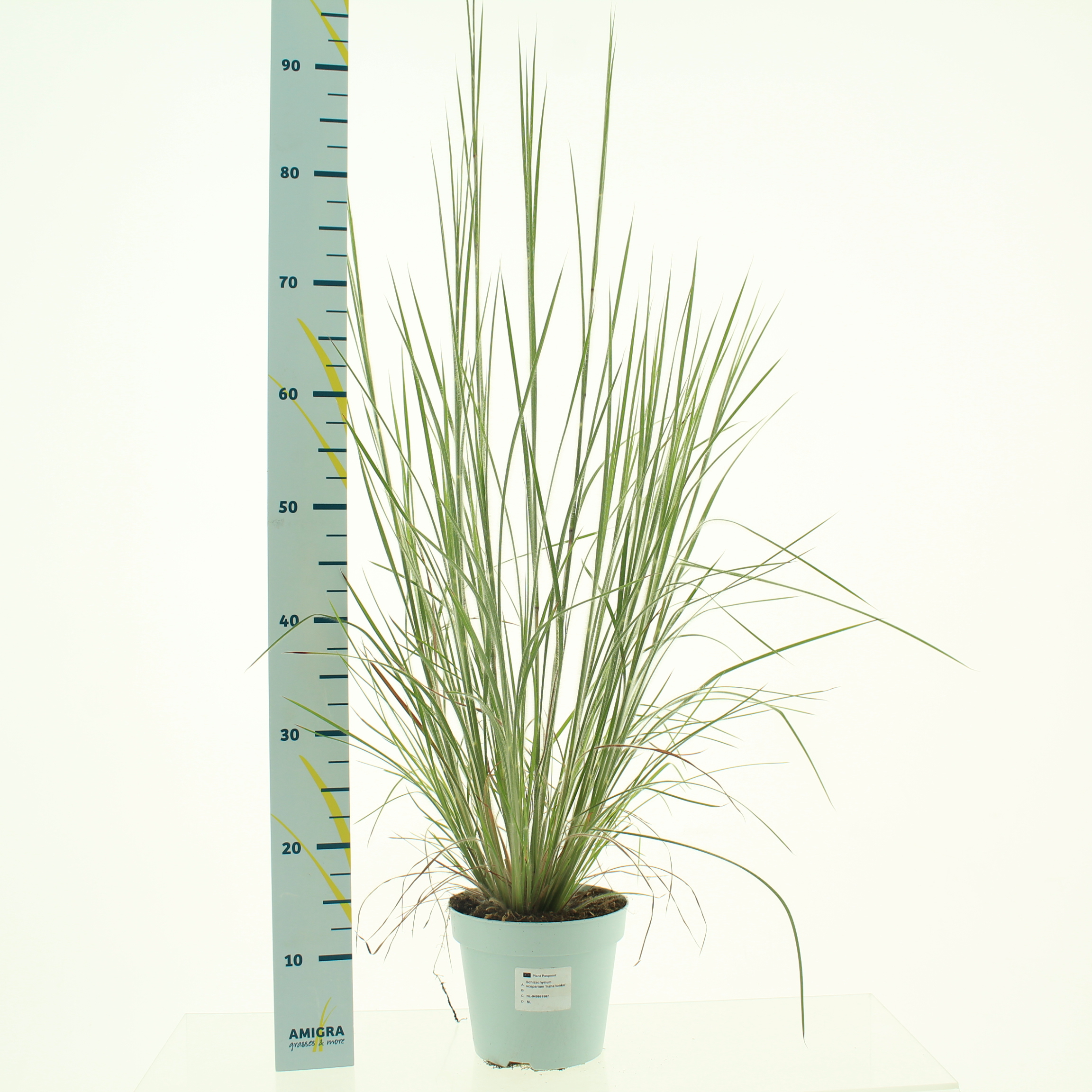 Picture of Schizachyrium scoparium P17 (2 Ltr)