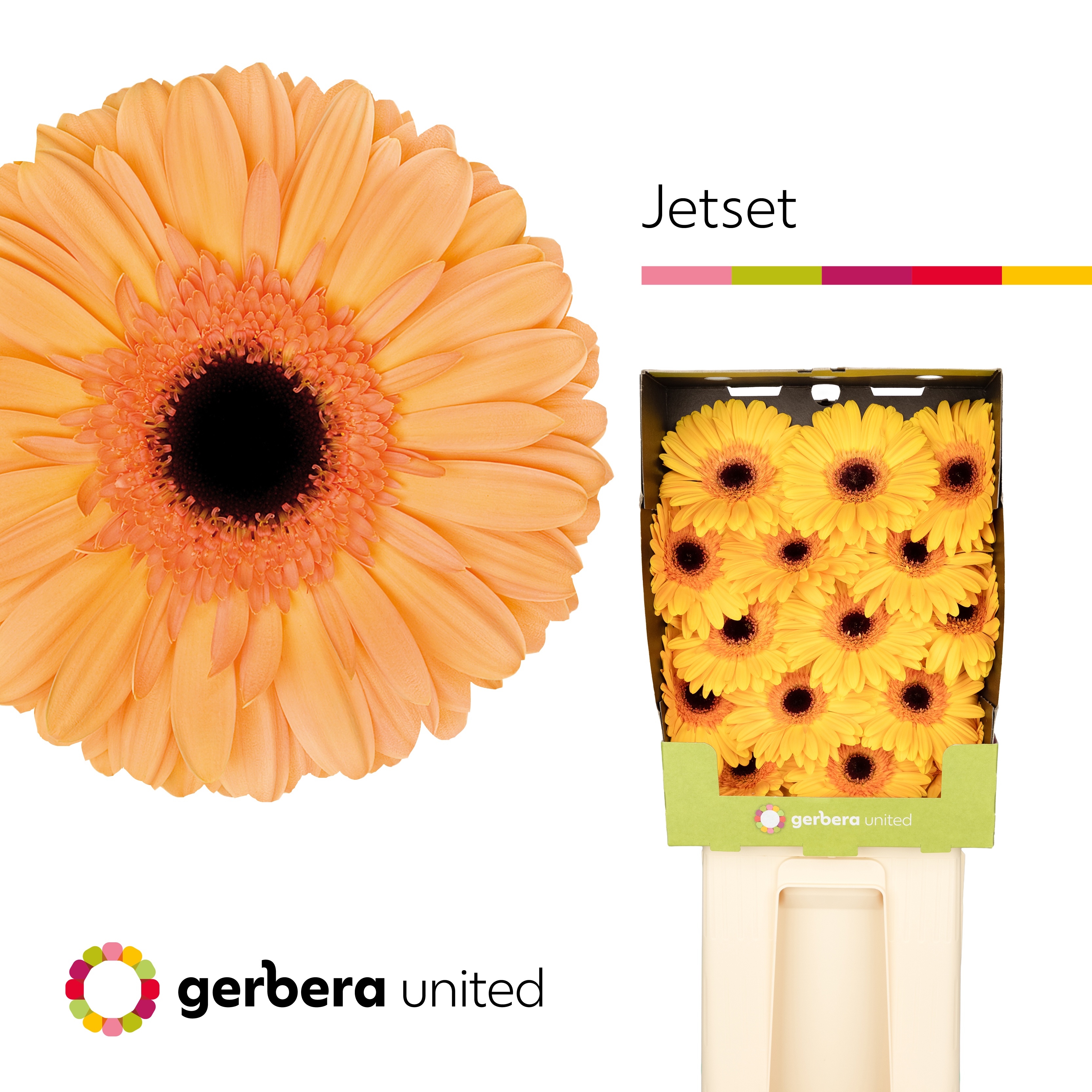 Ge Gr Jetset