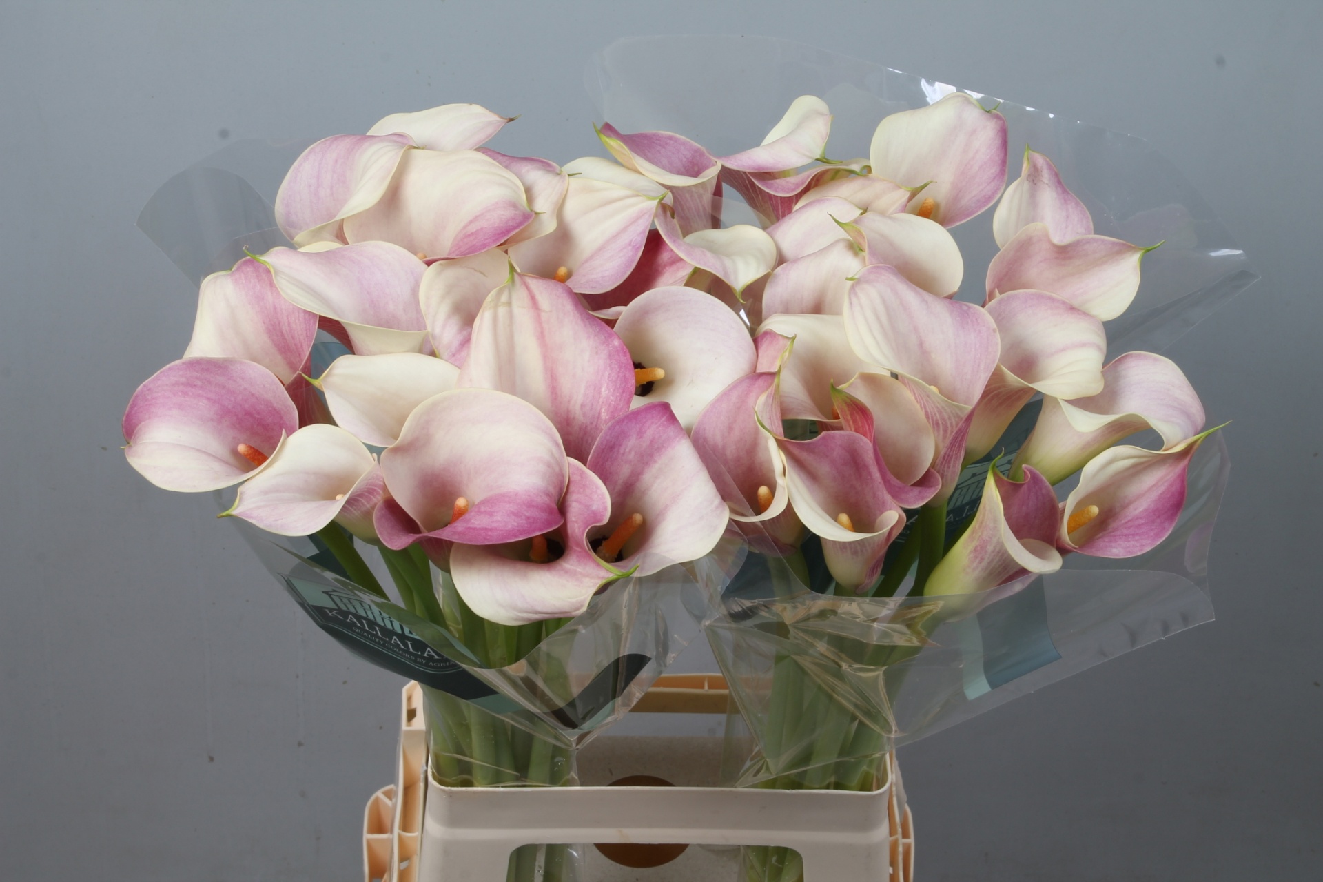 Calla Blushing Lady 70cm