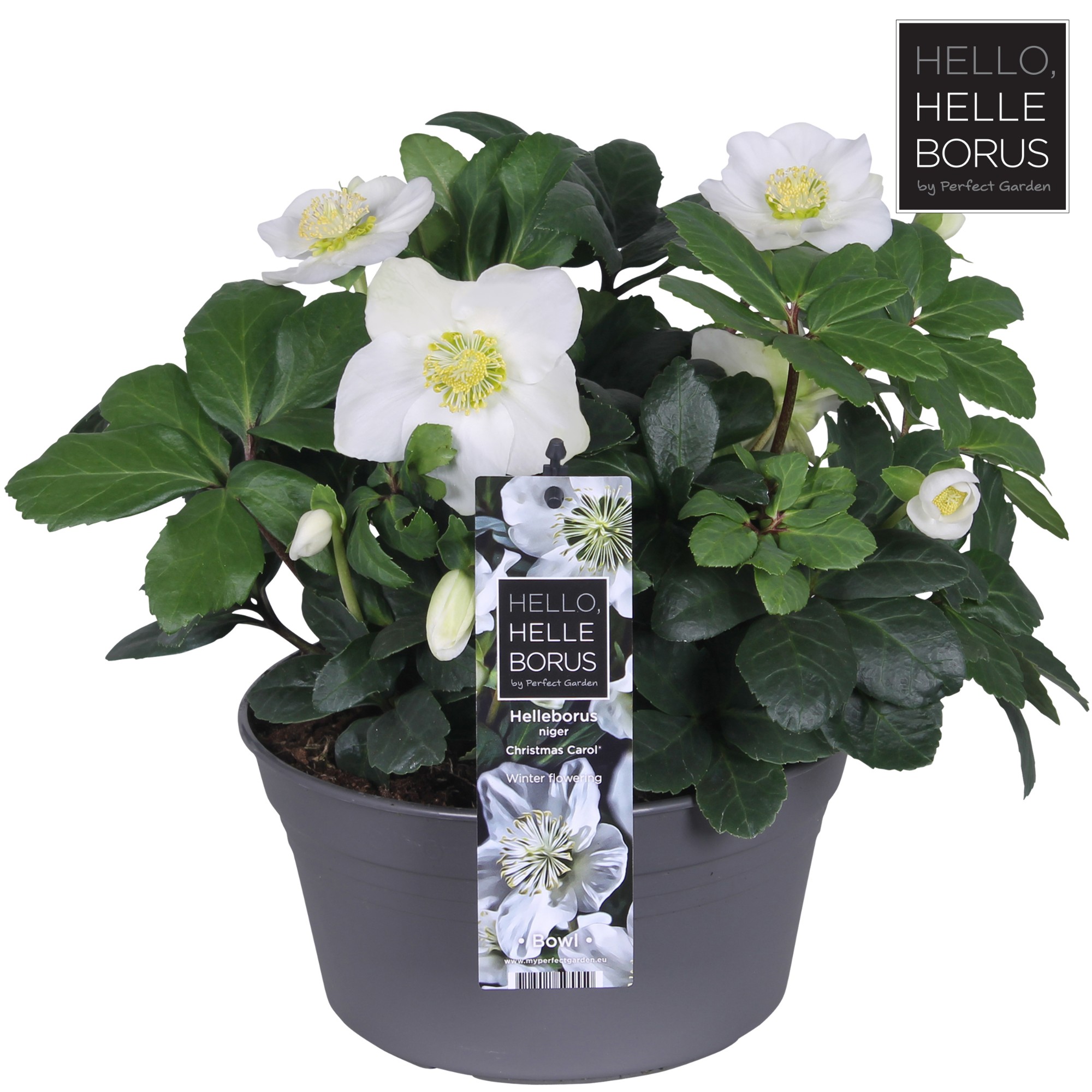 Picture of Helleborus niger Christmas Carol (in a bowl) P19 (3 Ltr)