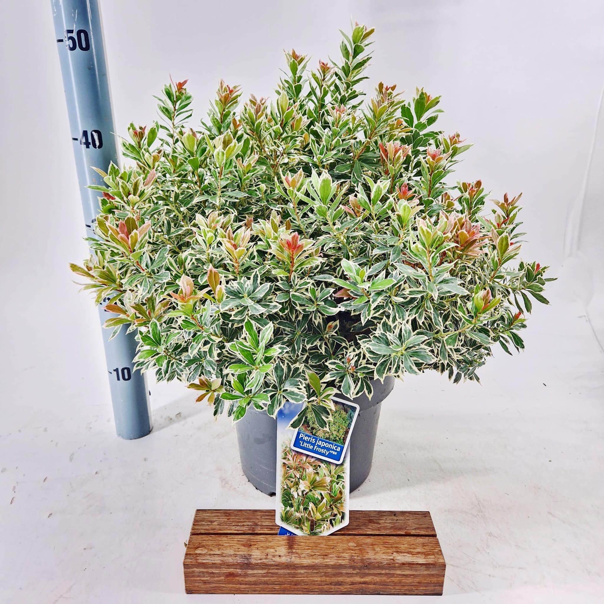Pieris japonica 'Little Frosty'