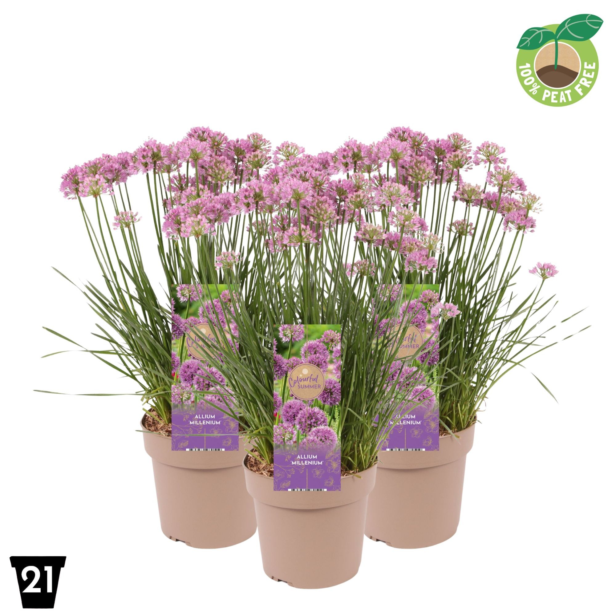 Picture of Allium Millenium