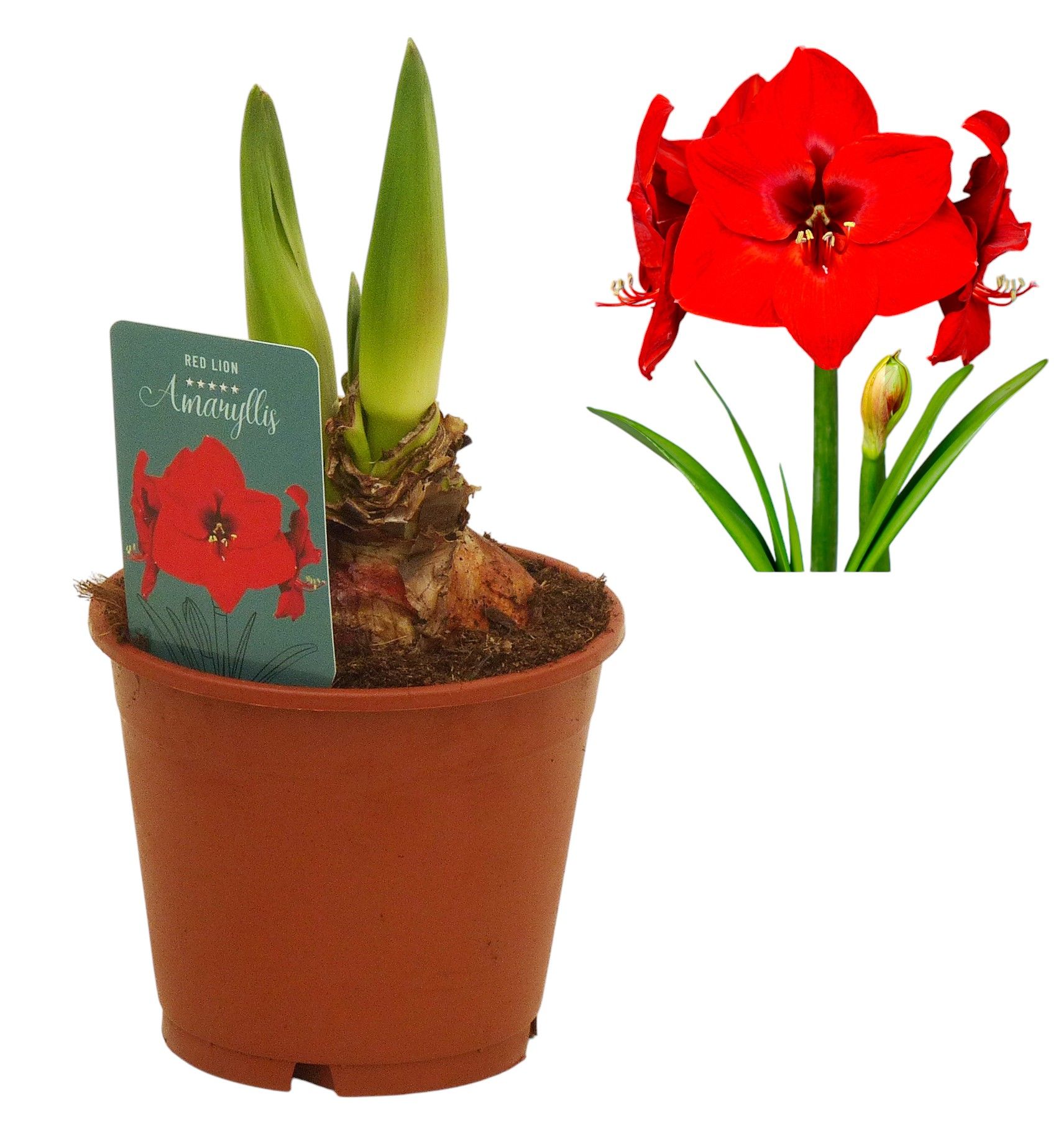 Hippeastrum Red Lion regular assortiment