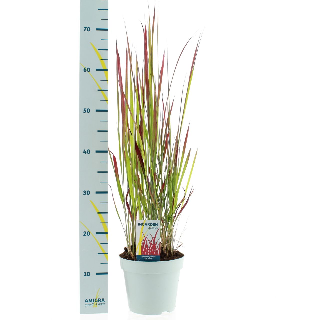 Picture of Imperata cylindrica 'Red Baron'