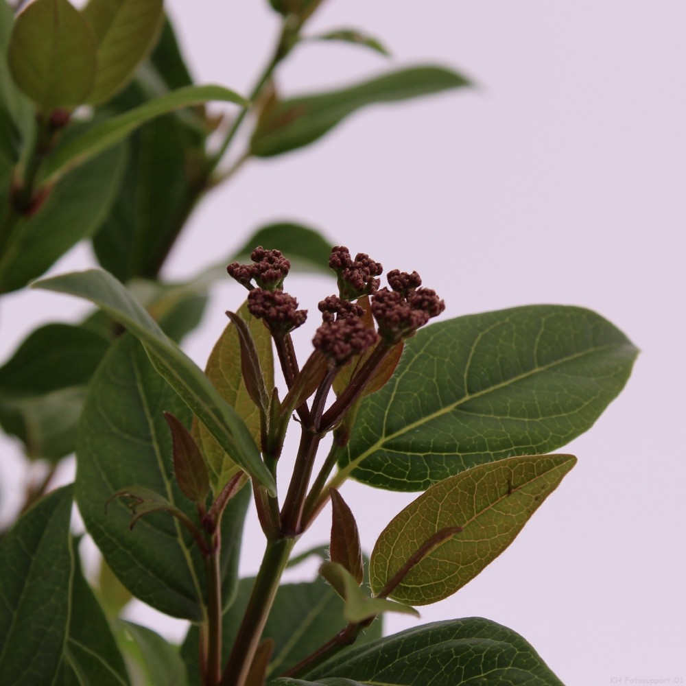 Picture of Viburnum tinus 'Ladybird' PBR