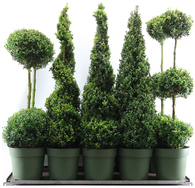 Picture of Buxus semp. Special Models XXL Mix Shelf P27