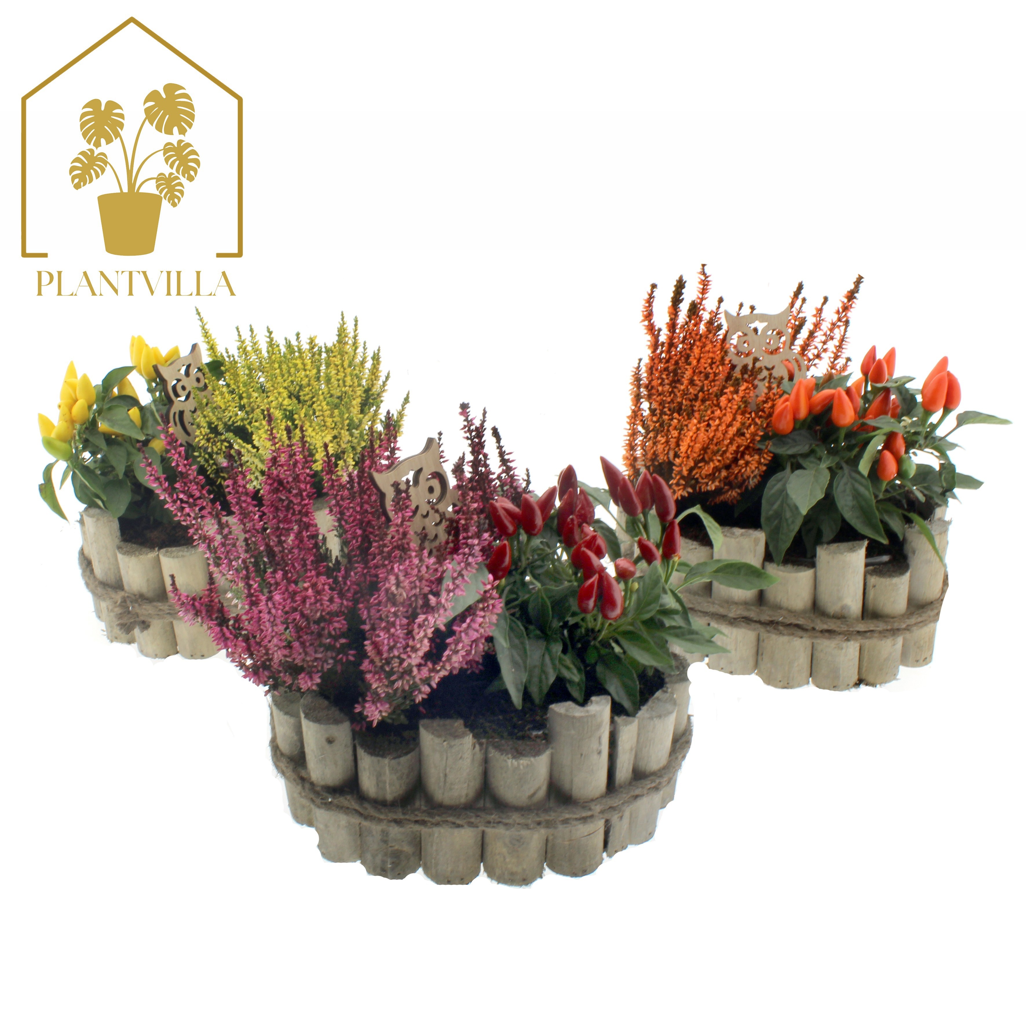Arr Tuinplanten 22P 35cm 23bloei