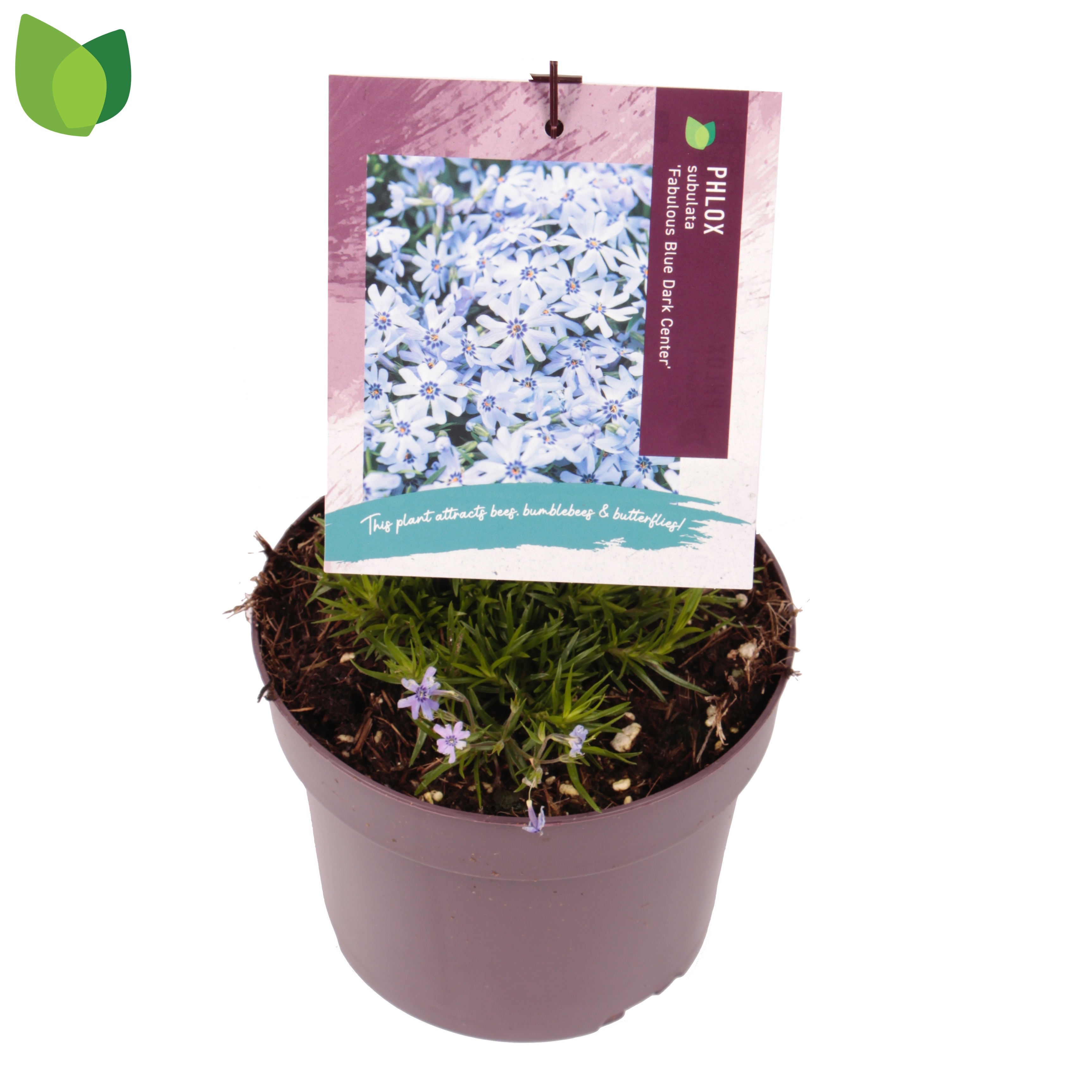 Phlox subulata Fabulous Blue Dark Center