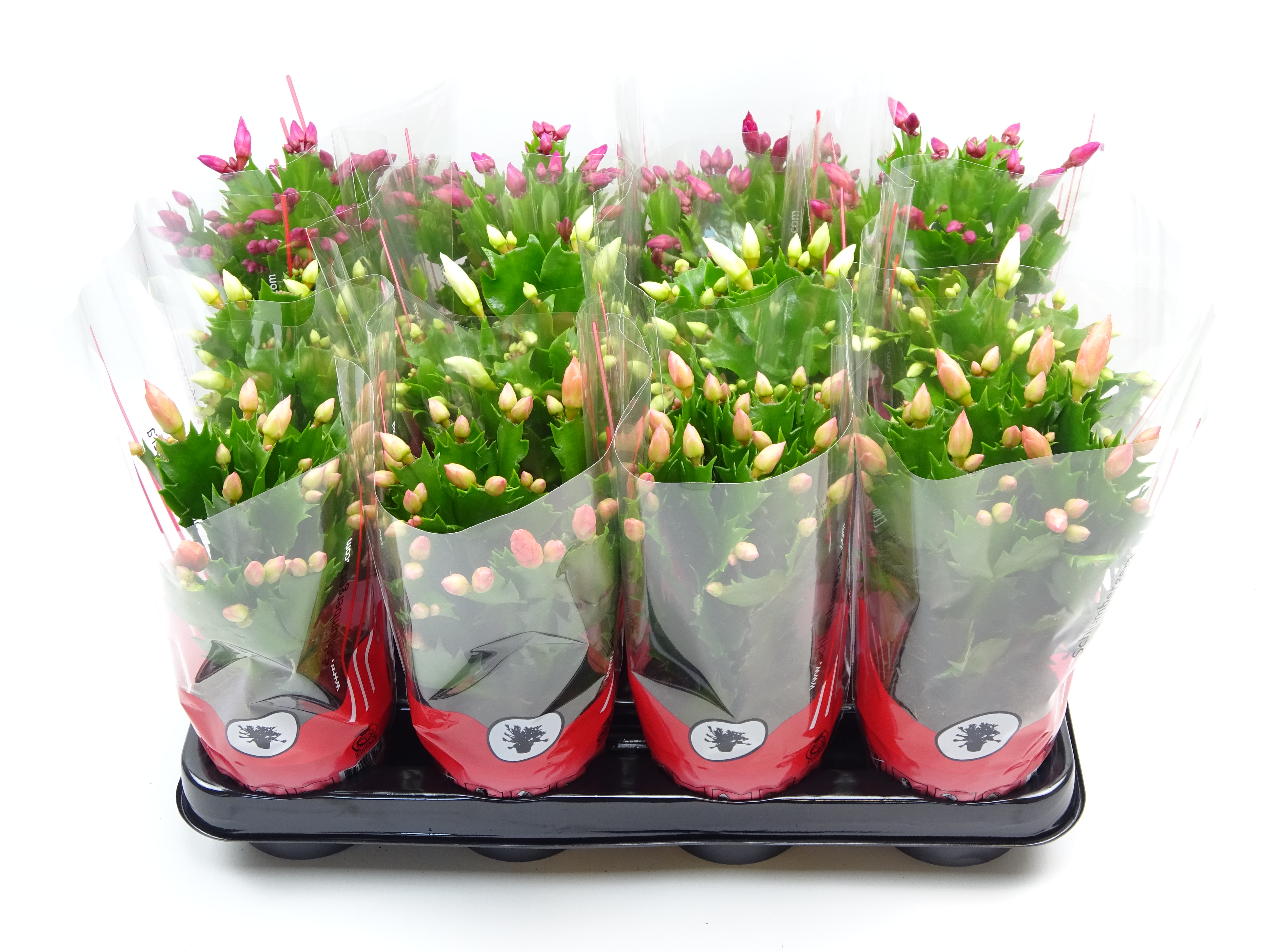 Picture of Schlumbergera truncata in 3 colours 18+ flowers P9 25CM