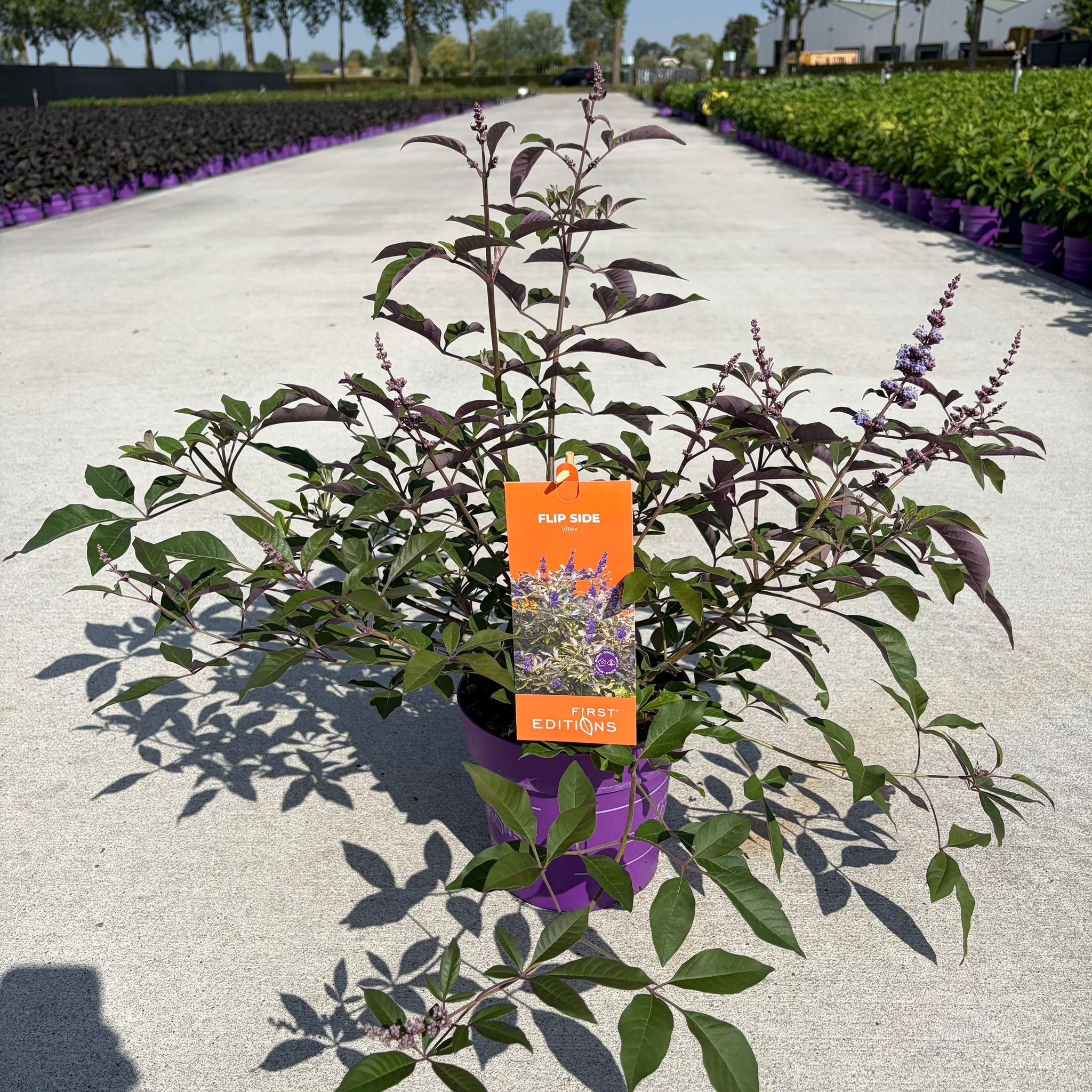 Vitex agnus-castus Flip Side ('Bailtexone')