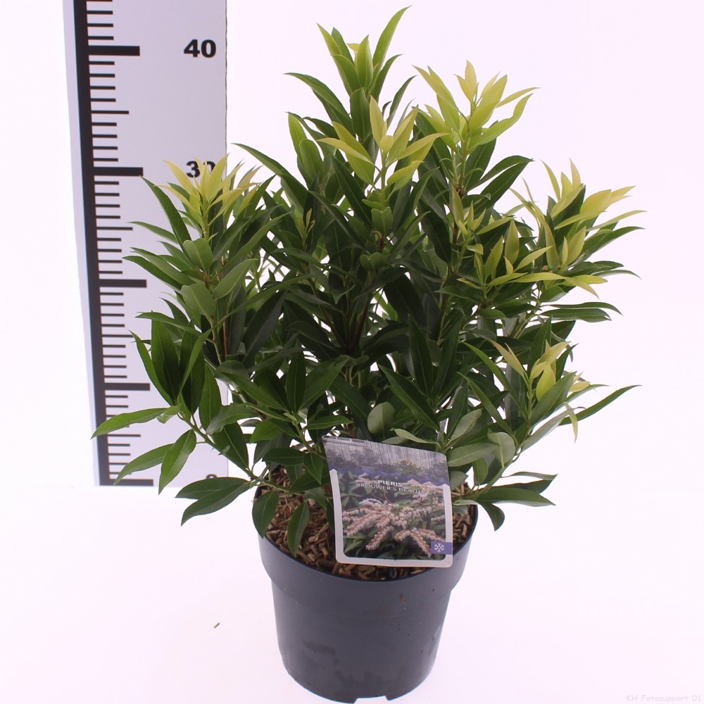 Picture of Pieris floribunda 'Brouwer's Beauty'
