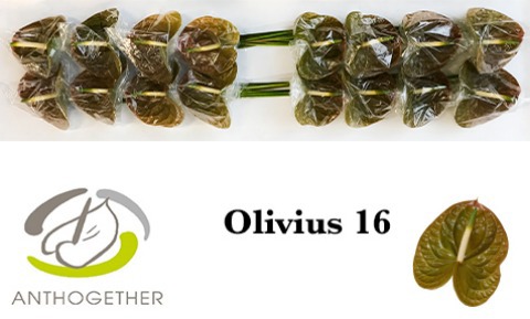 Anth A Olivius