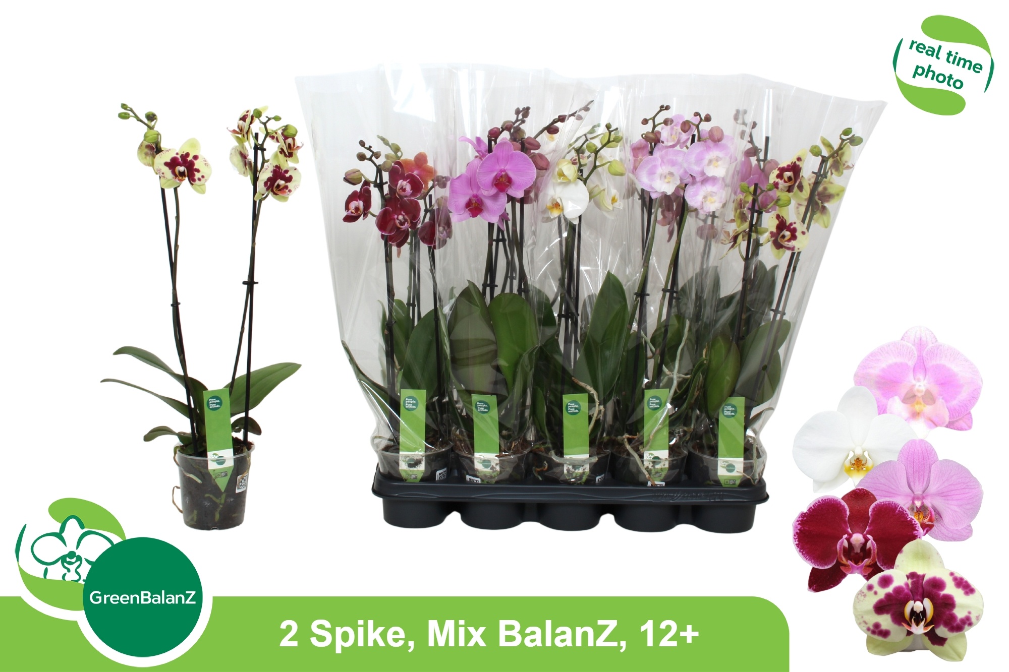 Phal Gem 5 Kl 12P 55H 2TAK 12bloem 23bloei