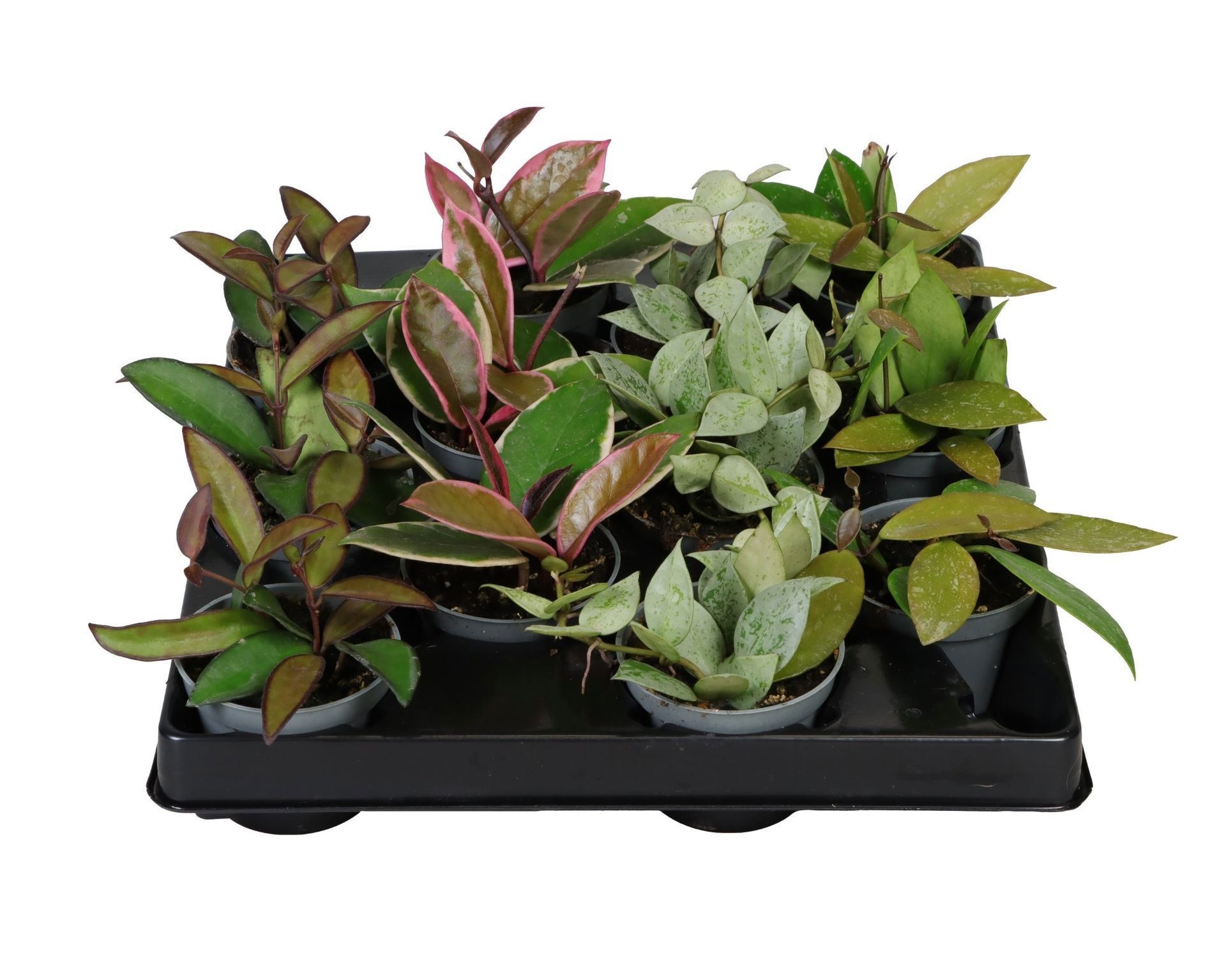 Hoya Mix