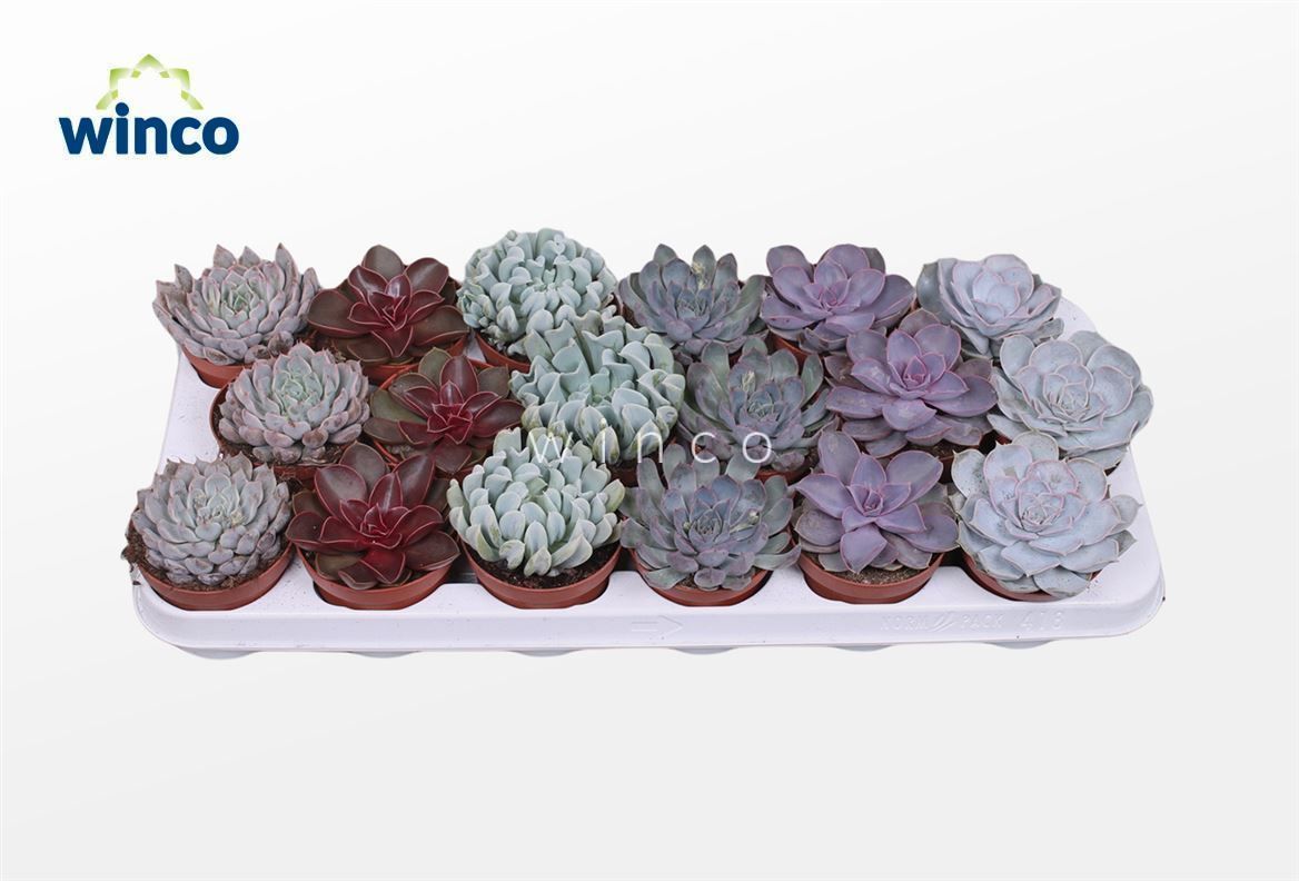 Picture of Echeveria Love Mix (6 Spc.) P8.5 15CM