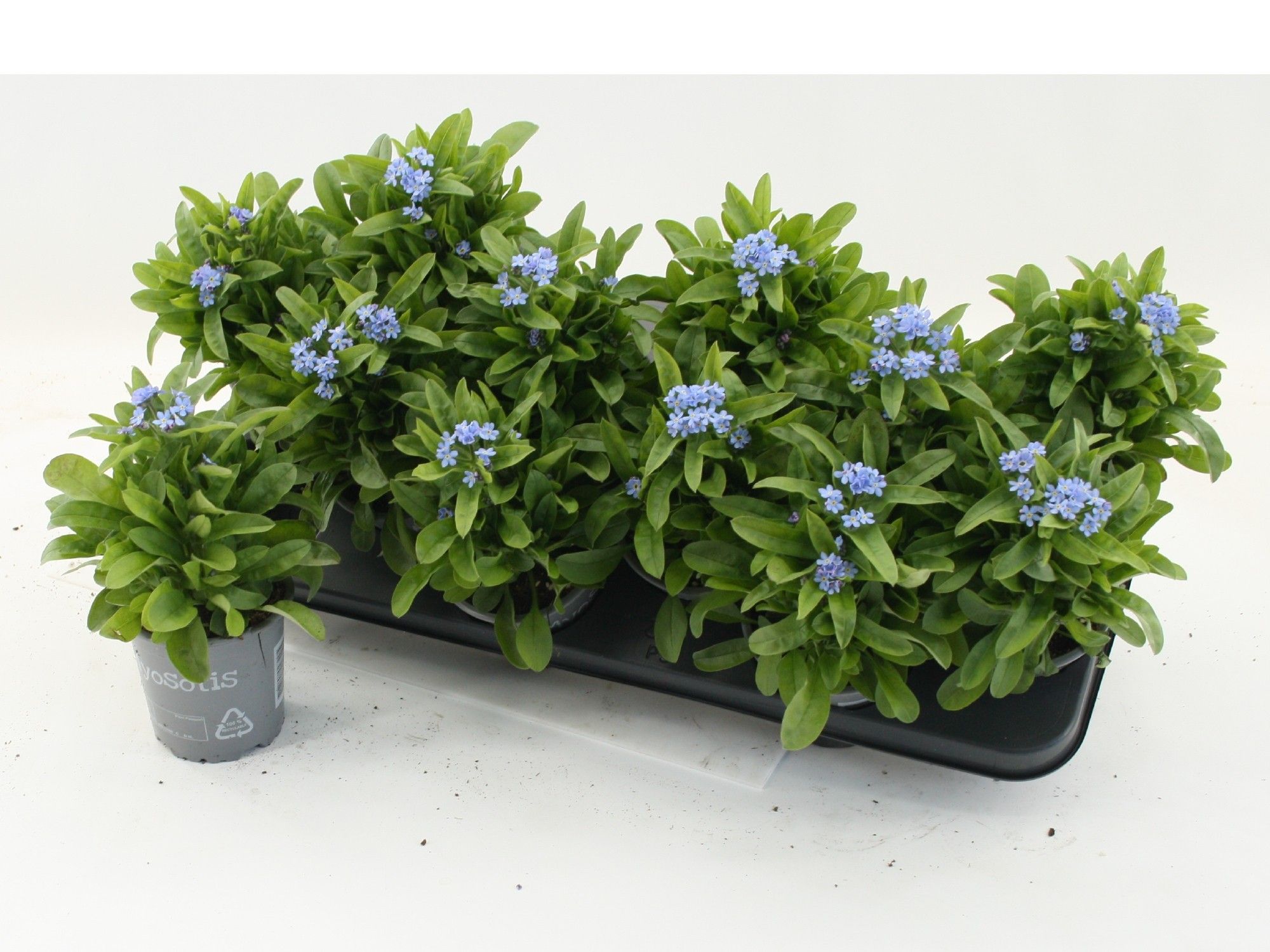 Myosotis sylvatica Mon Amie Blue
