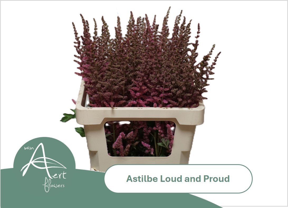 Astil C Loud N Proud