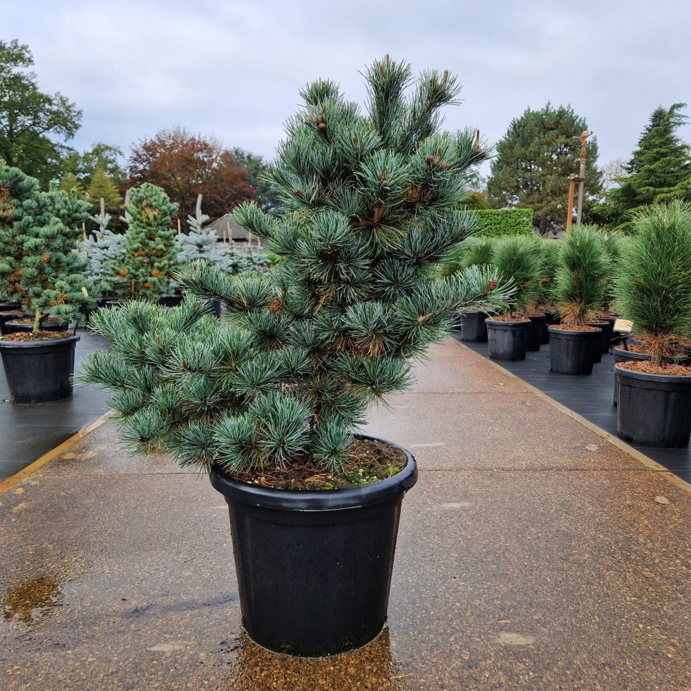 Picture of Pinus parviflora Negishi C25 60/70 (LOOSE)