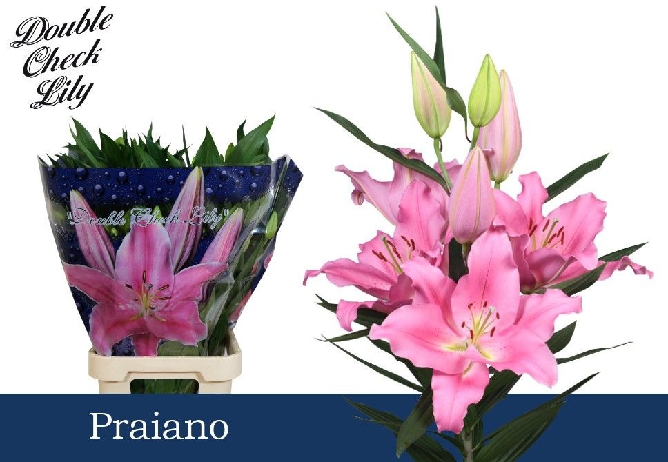 Li Or Praiano