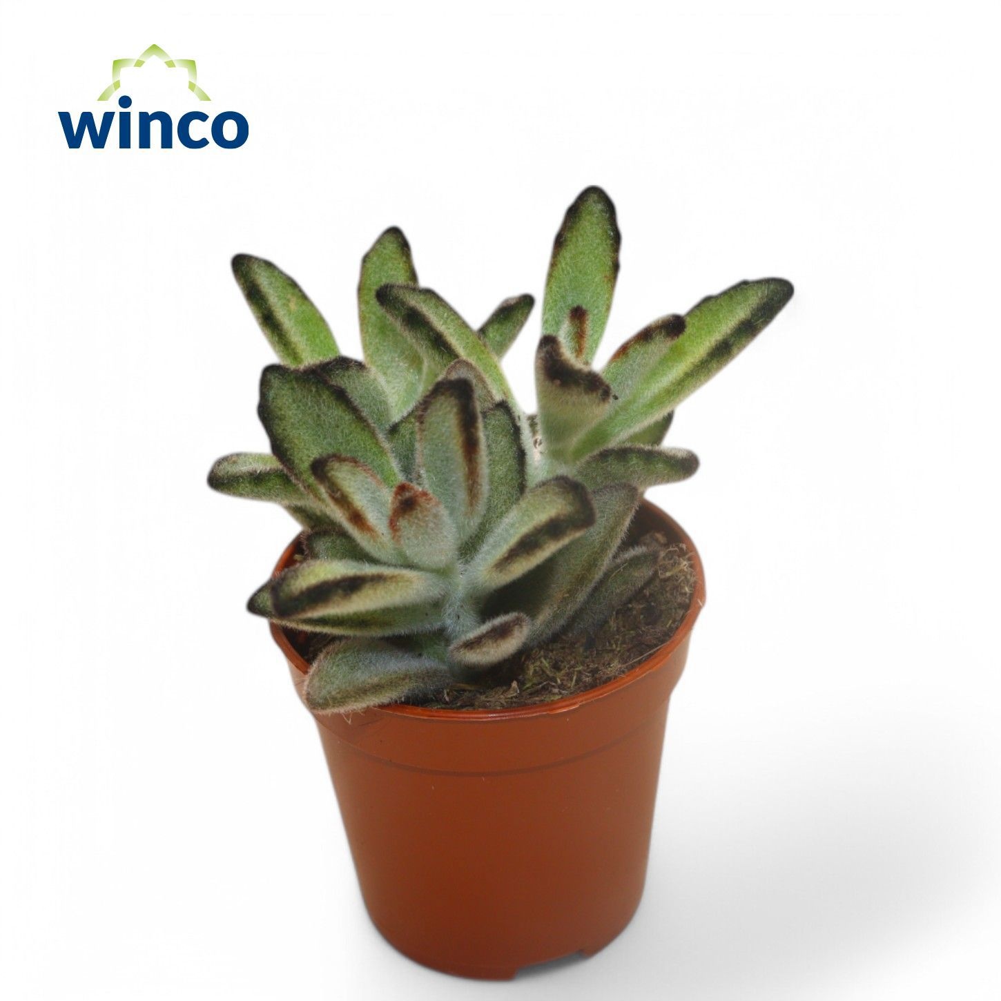 Kalanchoe Tomentosa 505P 12H