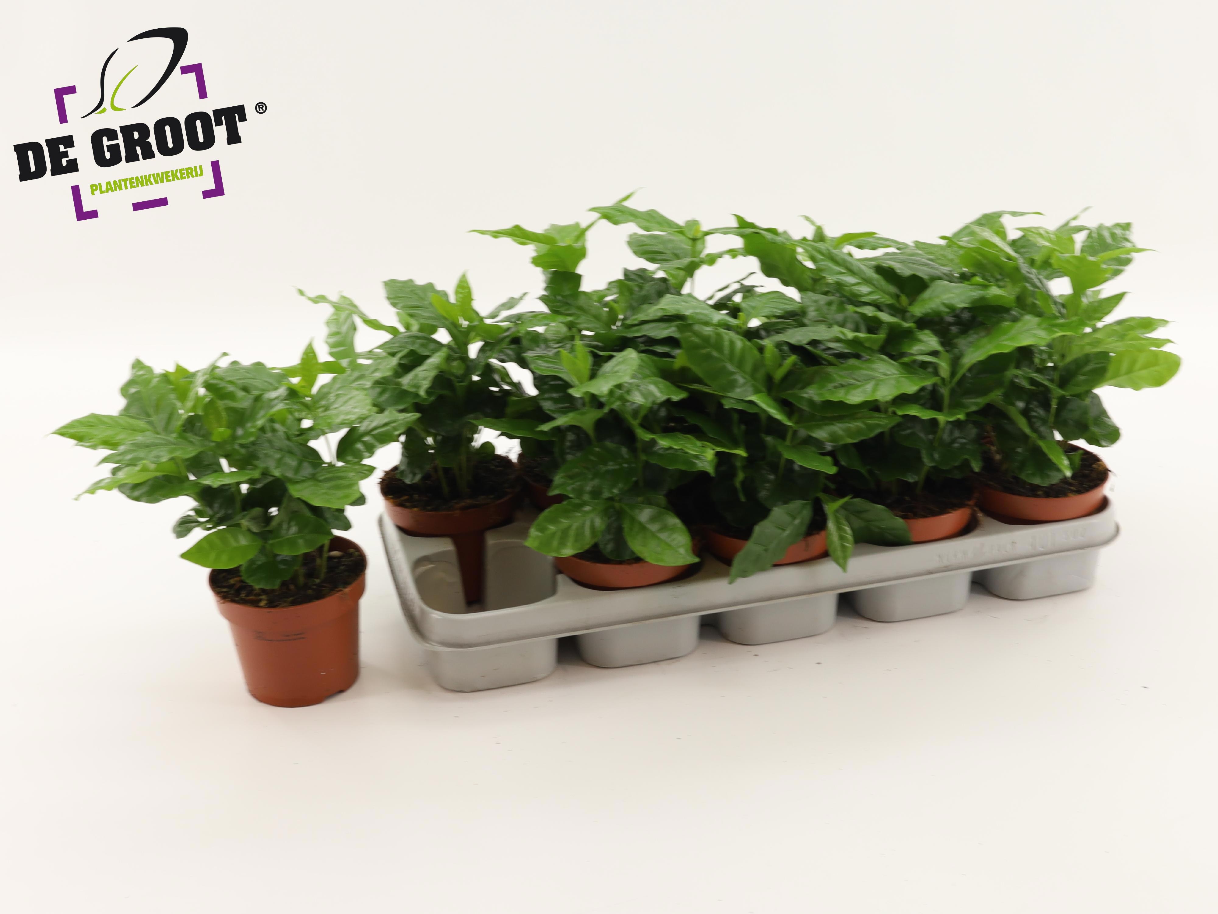 Coffea Arabica 12P 25H 10stek