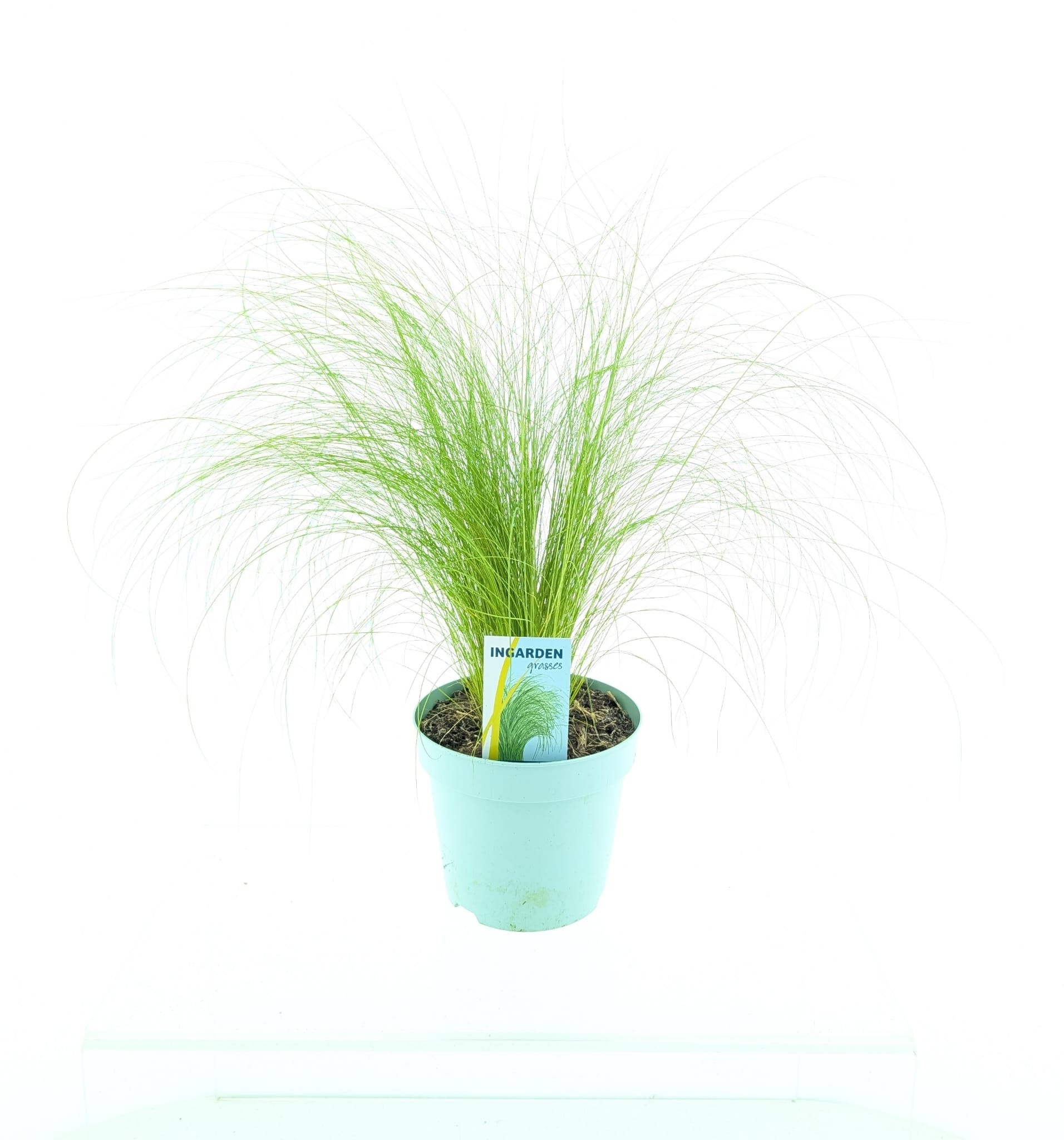 Picture of Stipa ten Ponytails