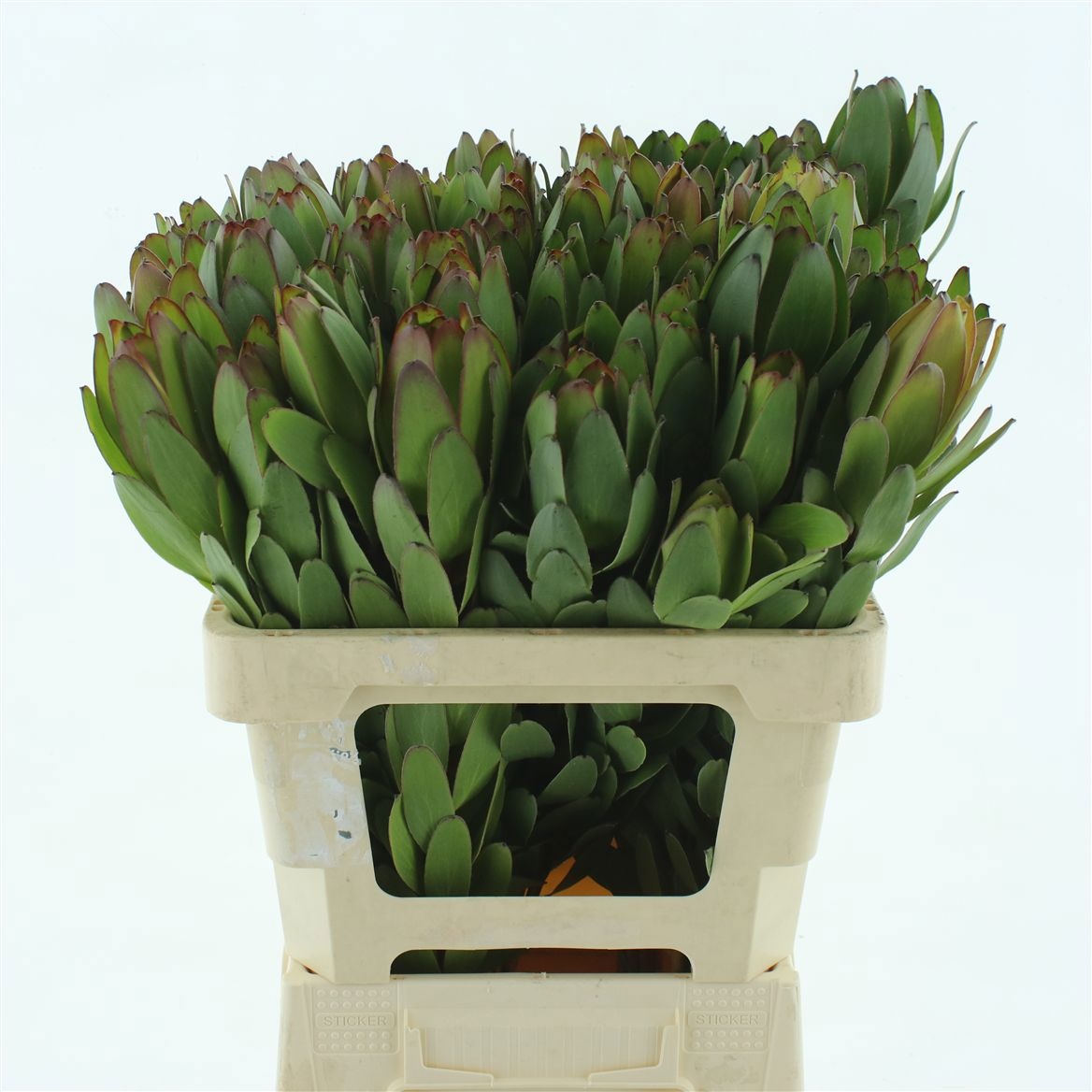 Leucadendron Goldstrike 60cm